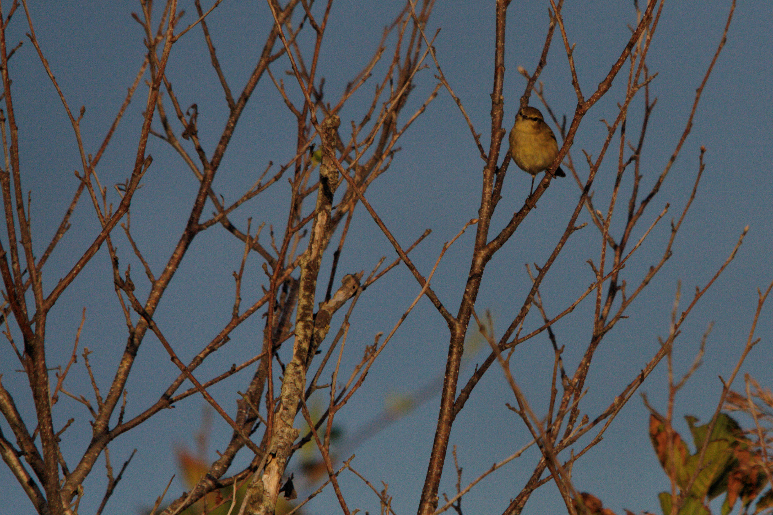 Vieni SI Chiama QUESTO uccello?