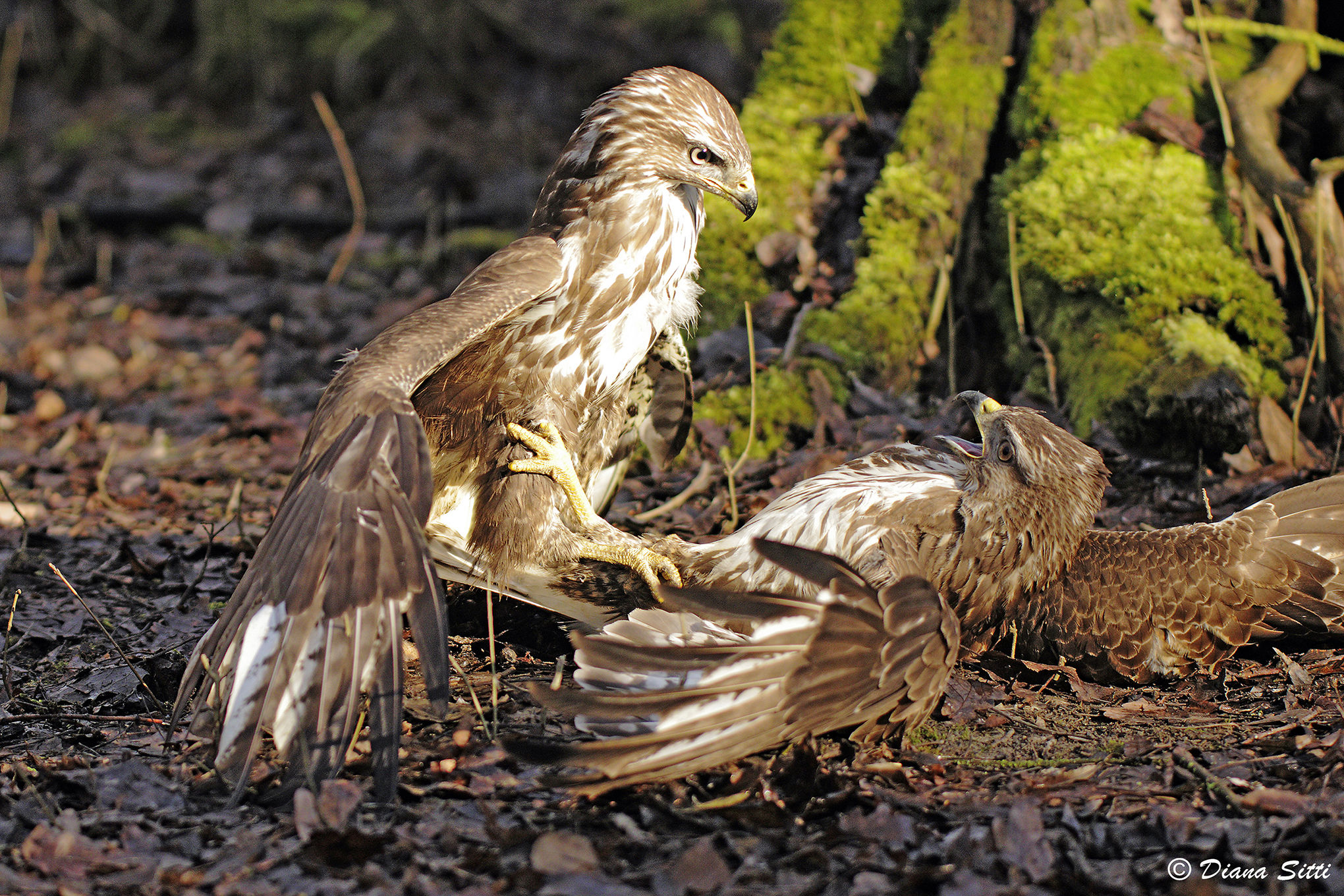 lotta per il territorio