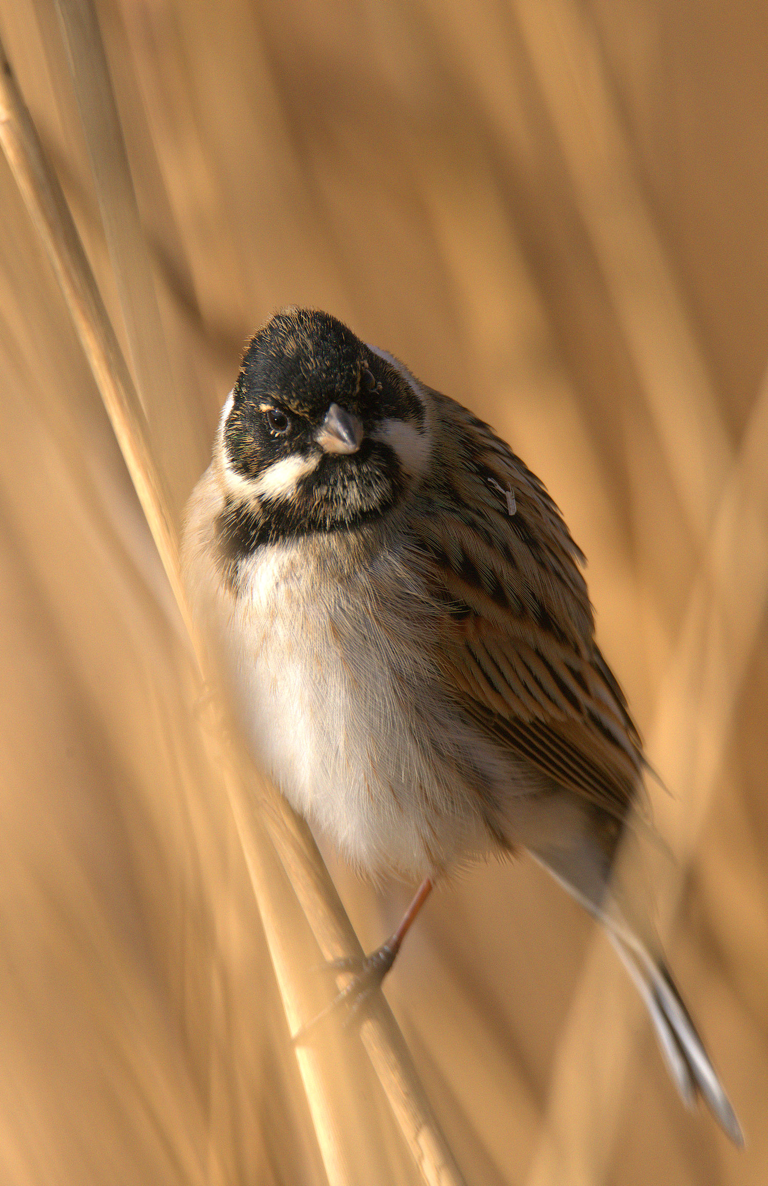 Male swamp migliarino