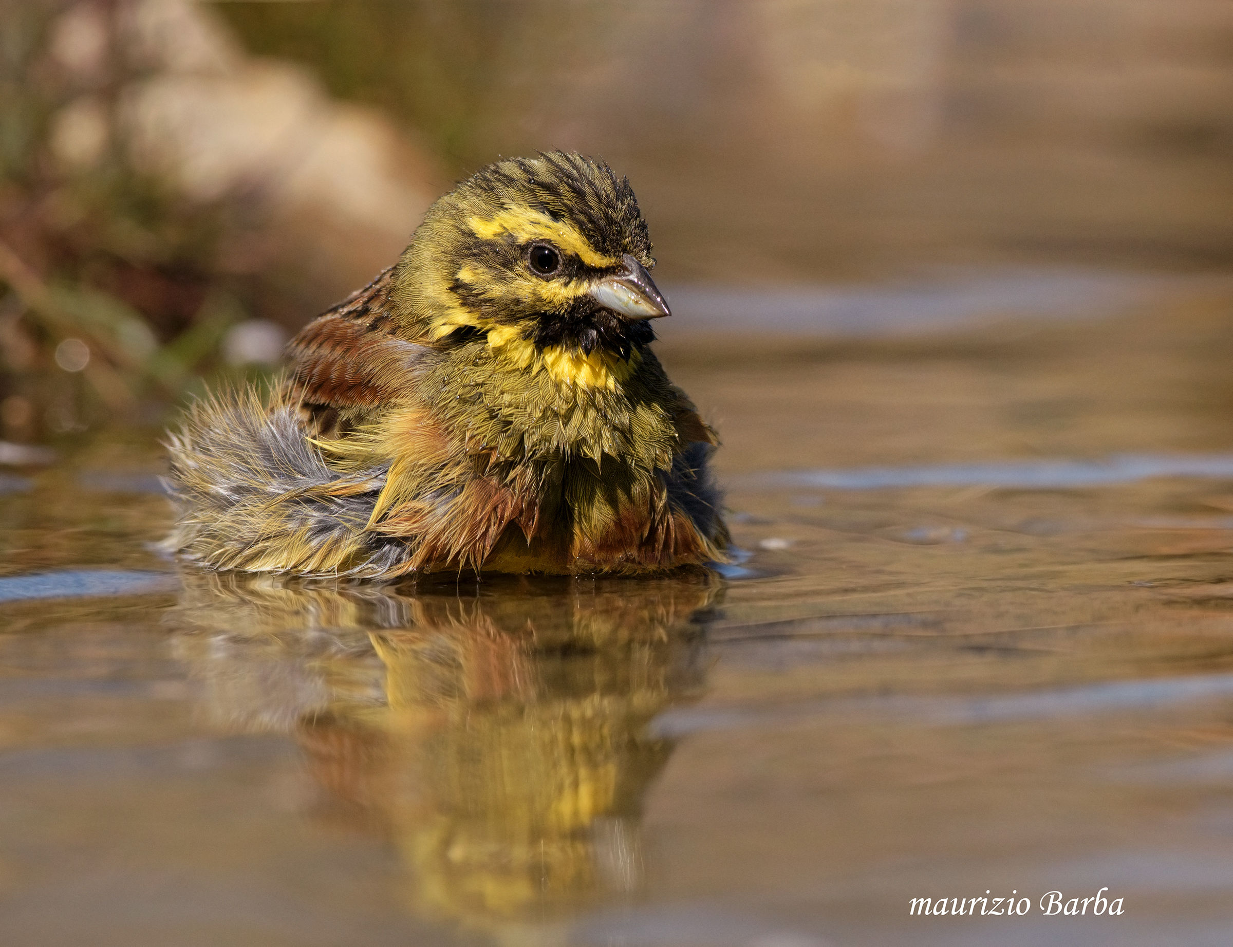 Zigolo to the bathroom