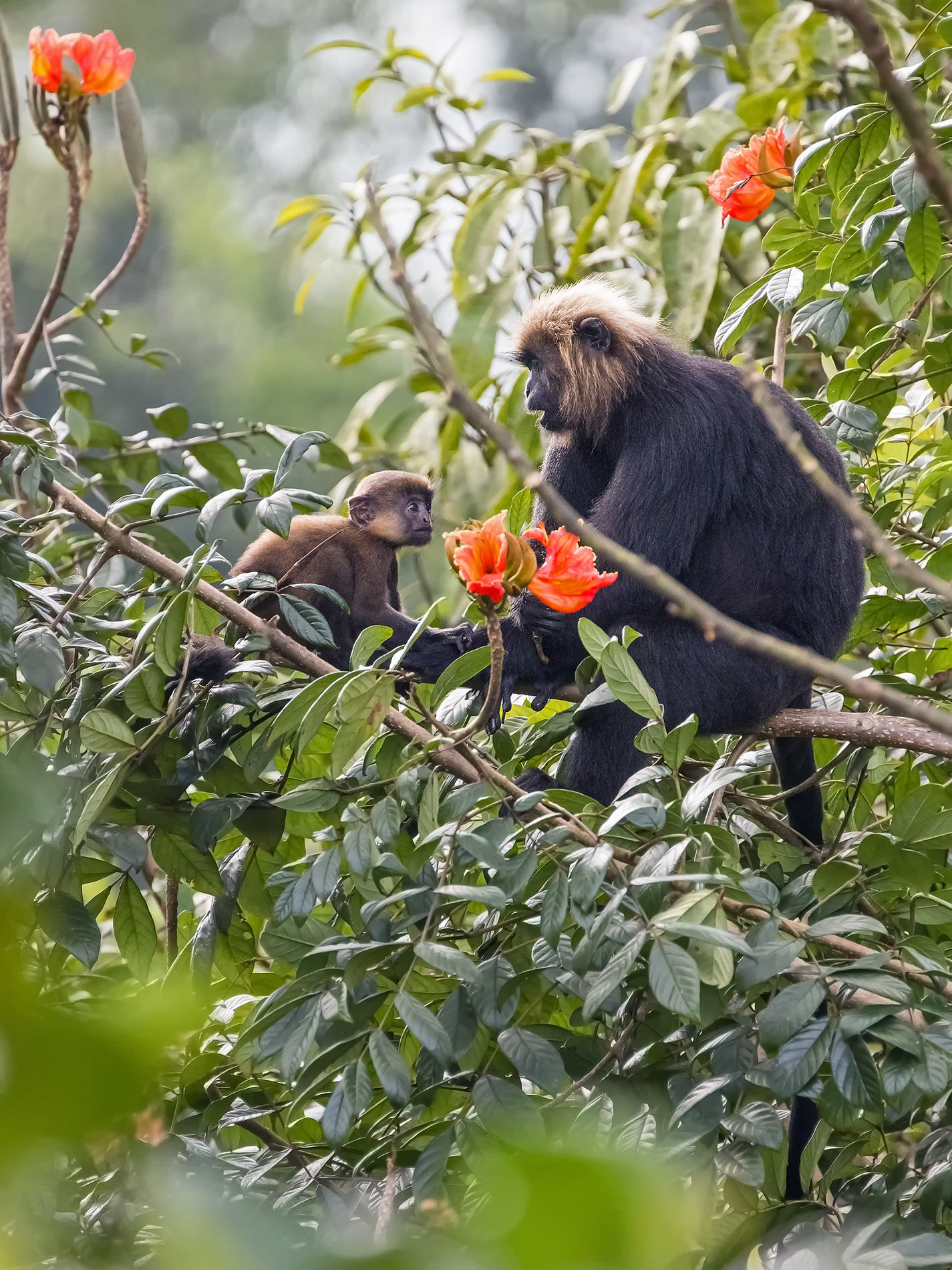 Nilgiri langur