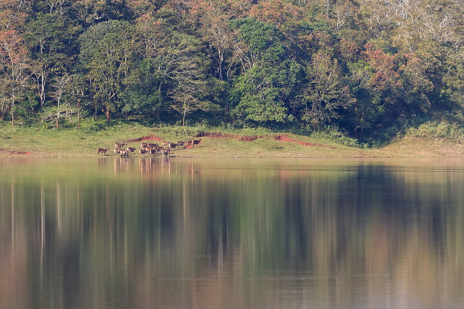 Periyar National Park