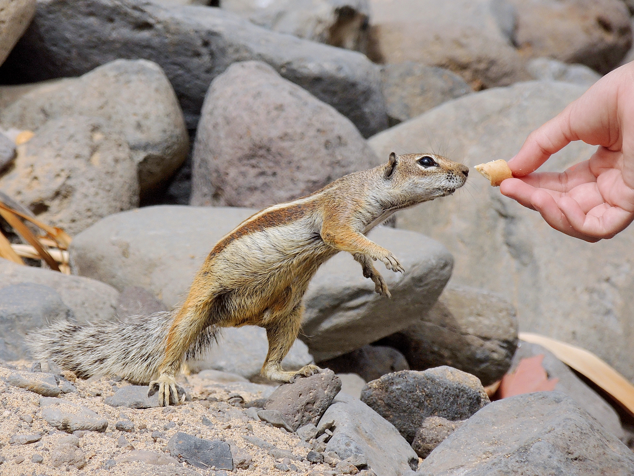 Cosa si mangia oggi?