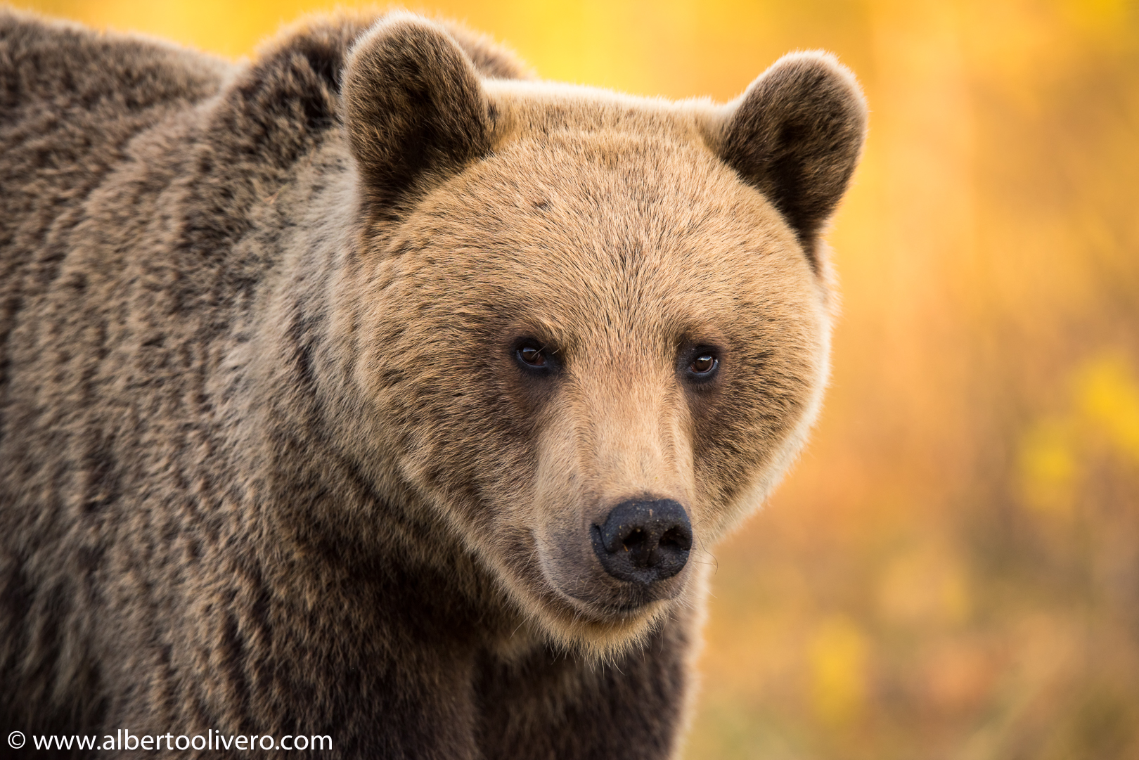 Brown Bear