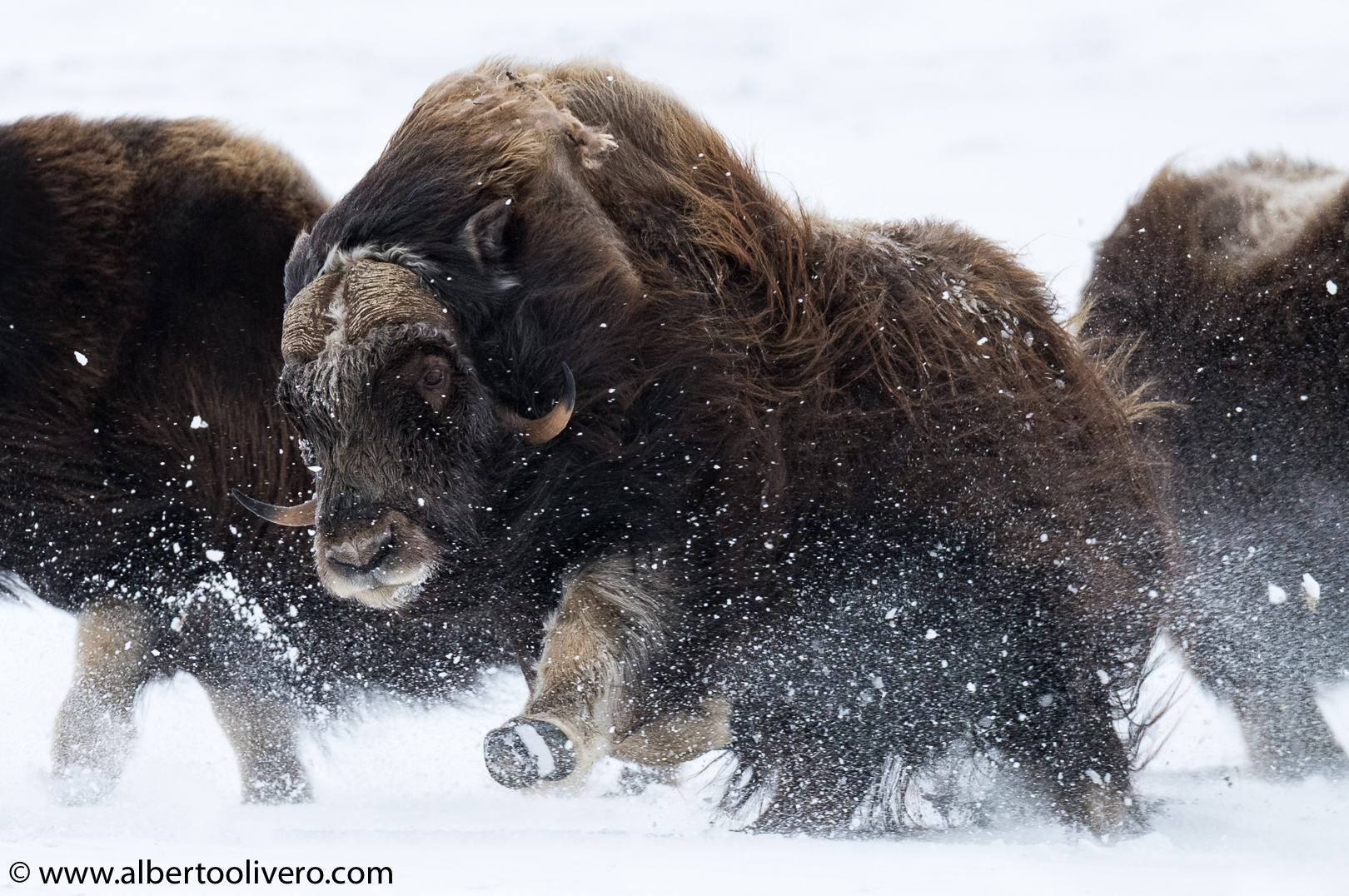 Muskox