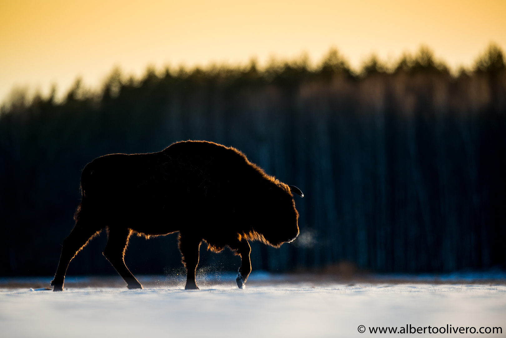 European Bison