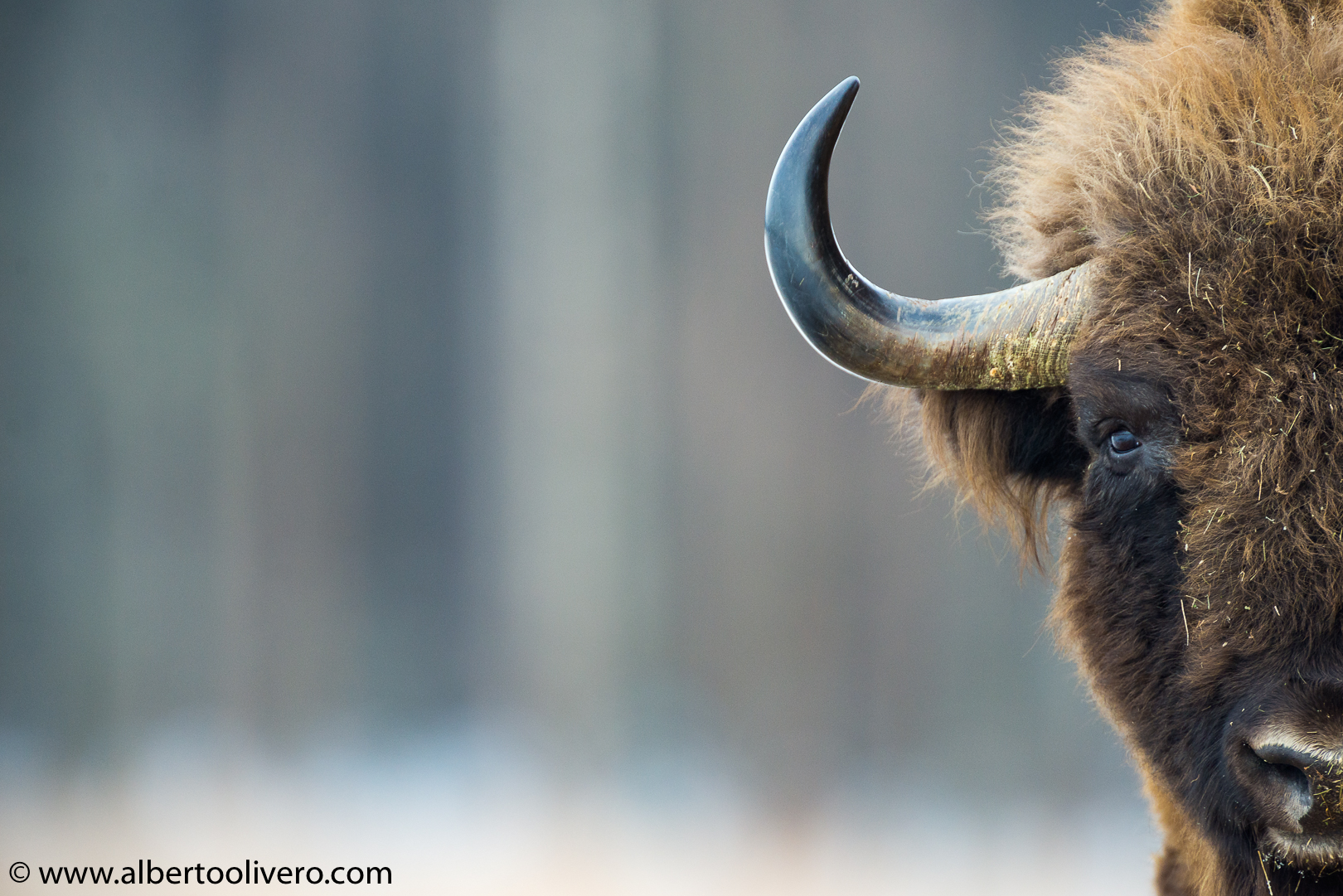 European Bison