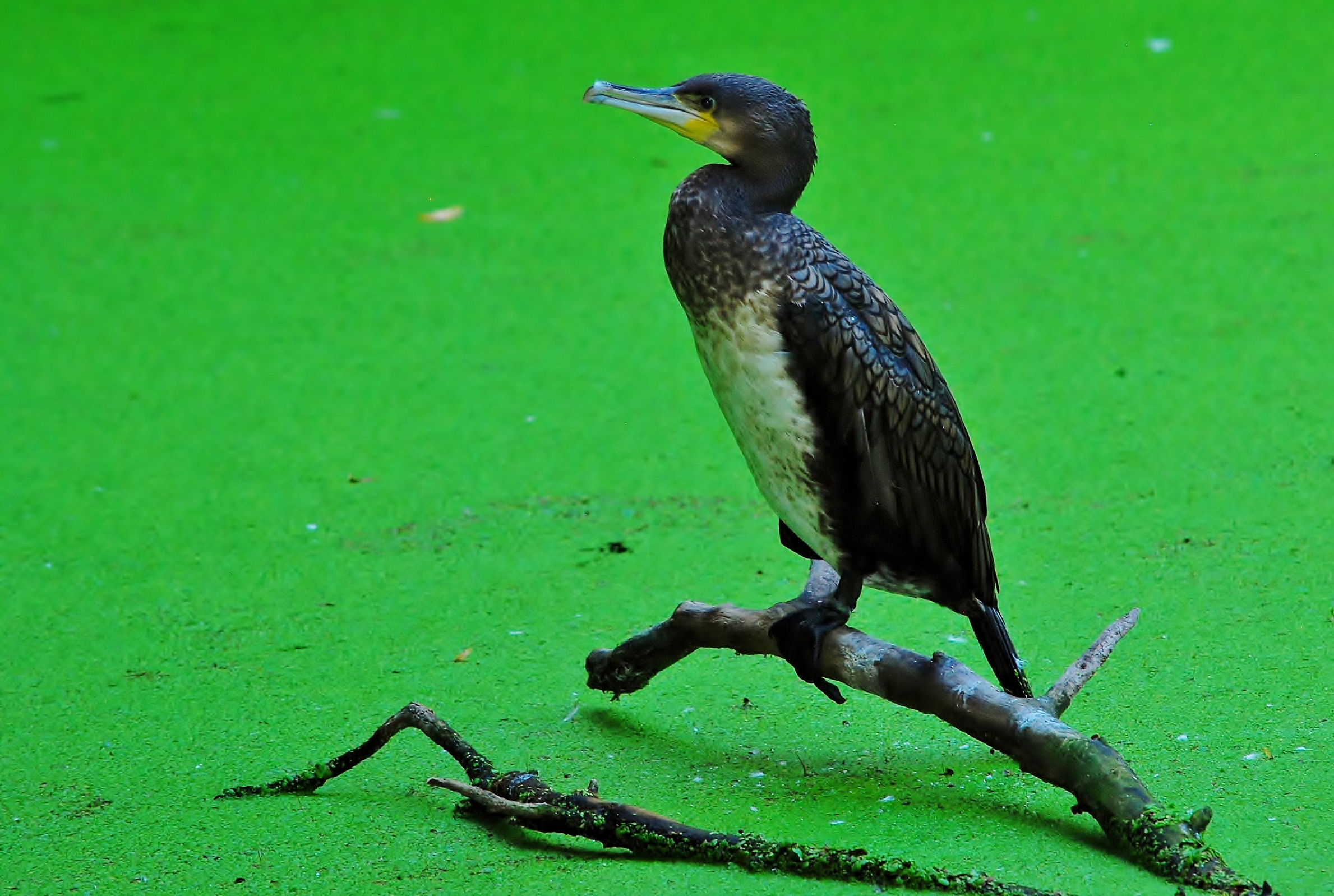 Cormorant in green pond