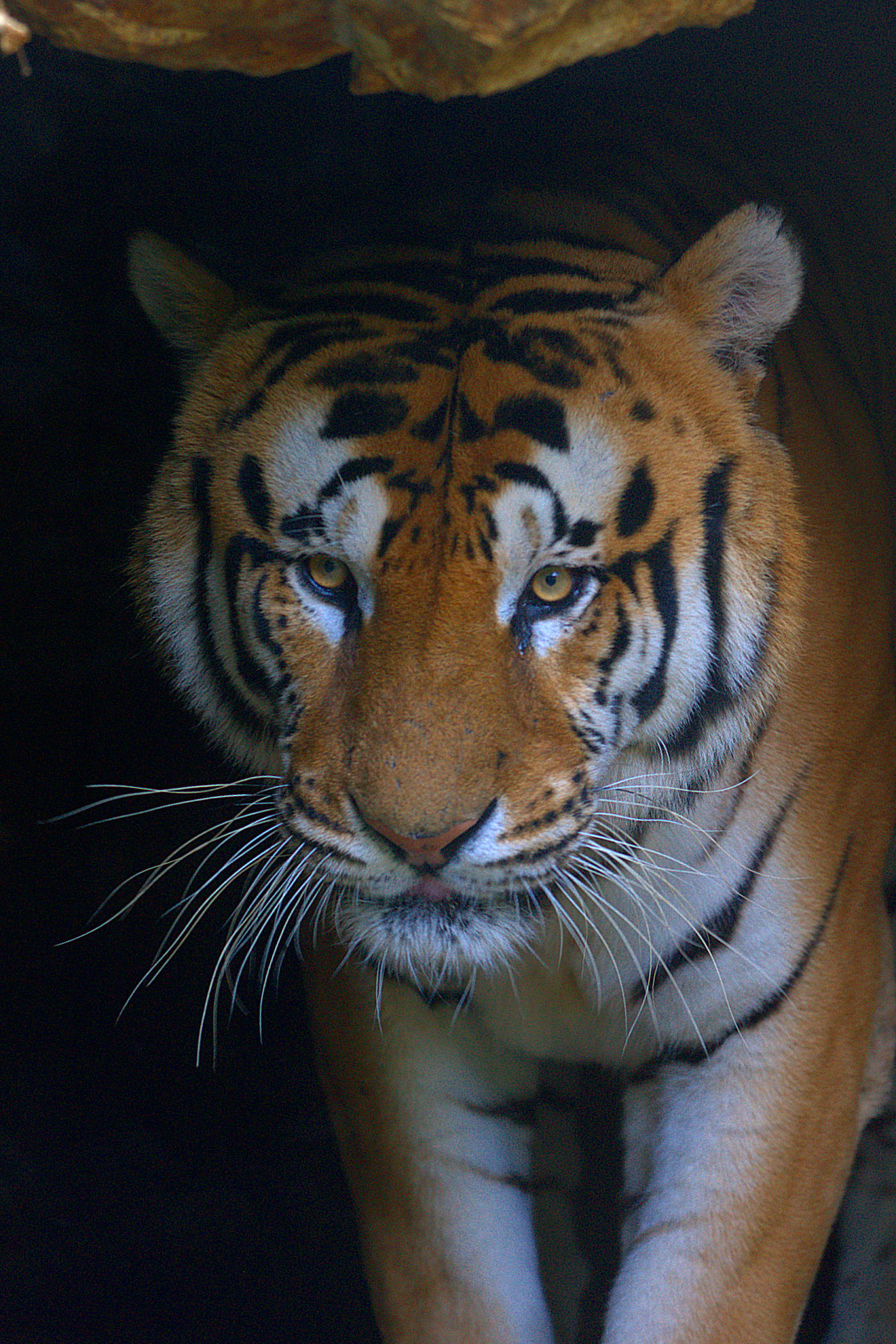 Tigre