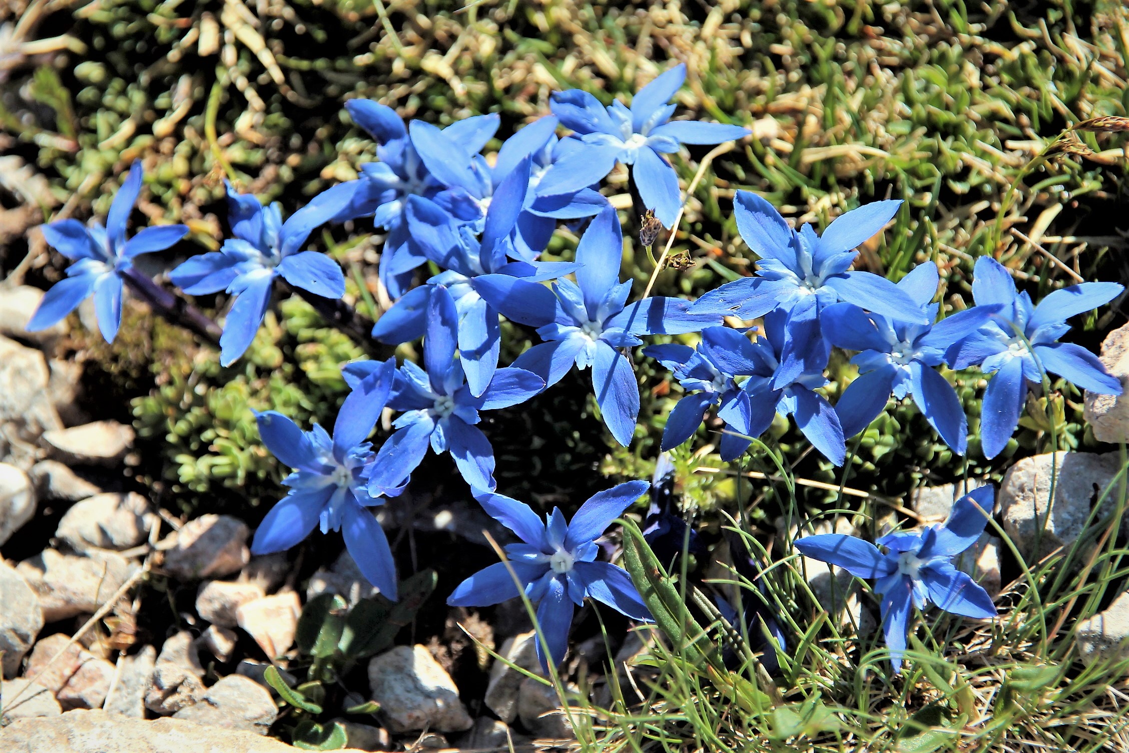 Gienzianelle Trentine