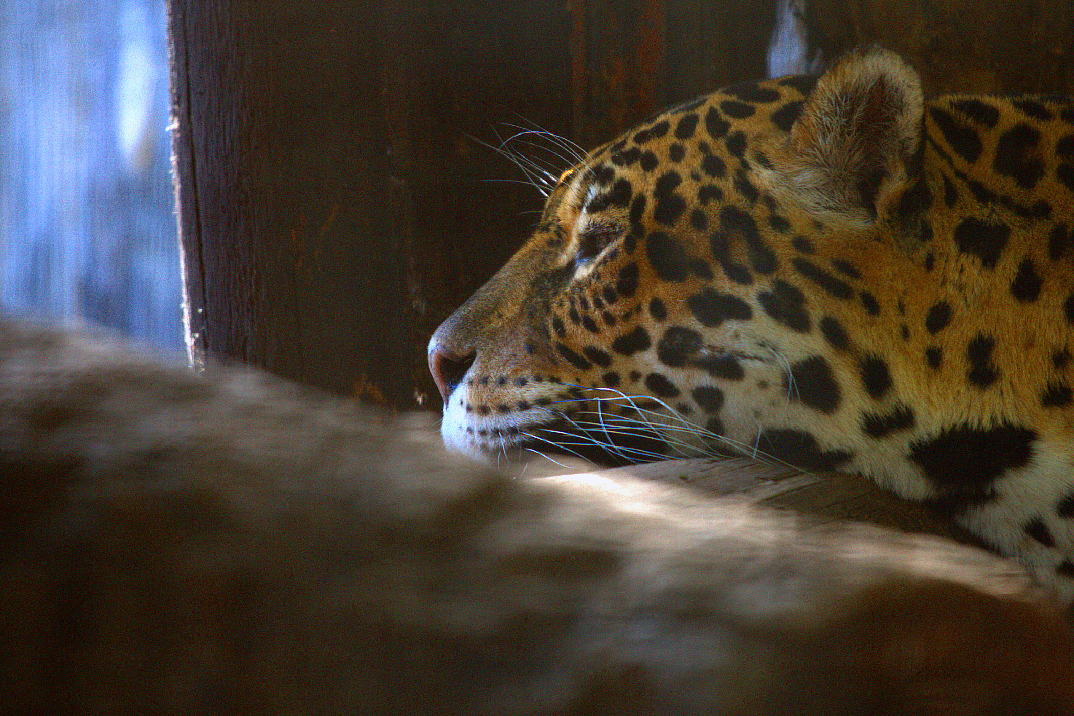Leopardo