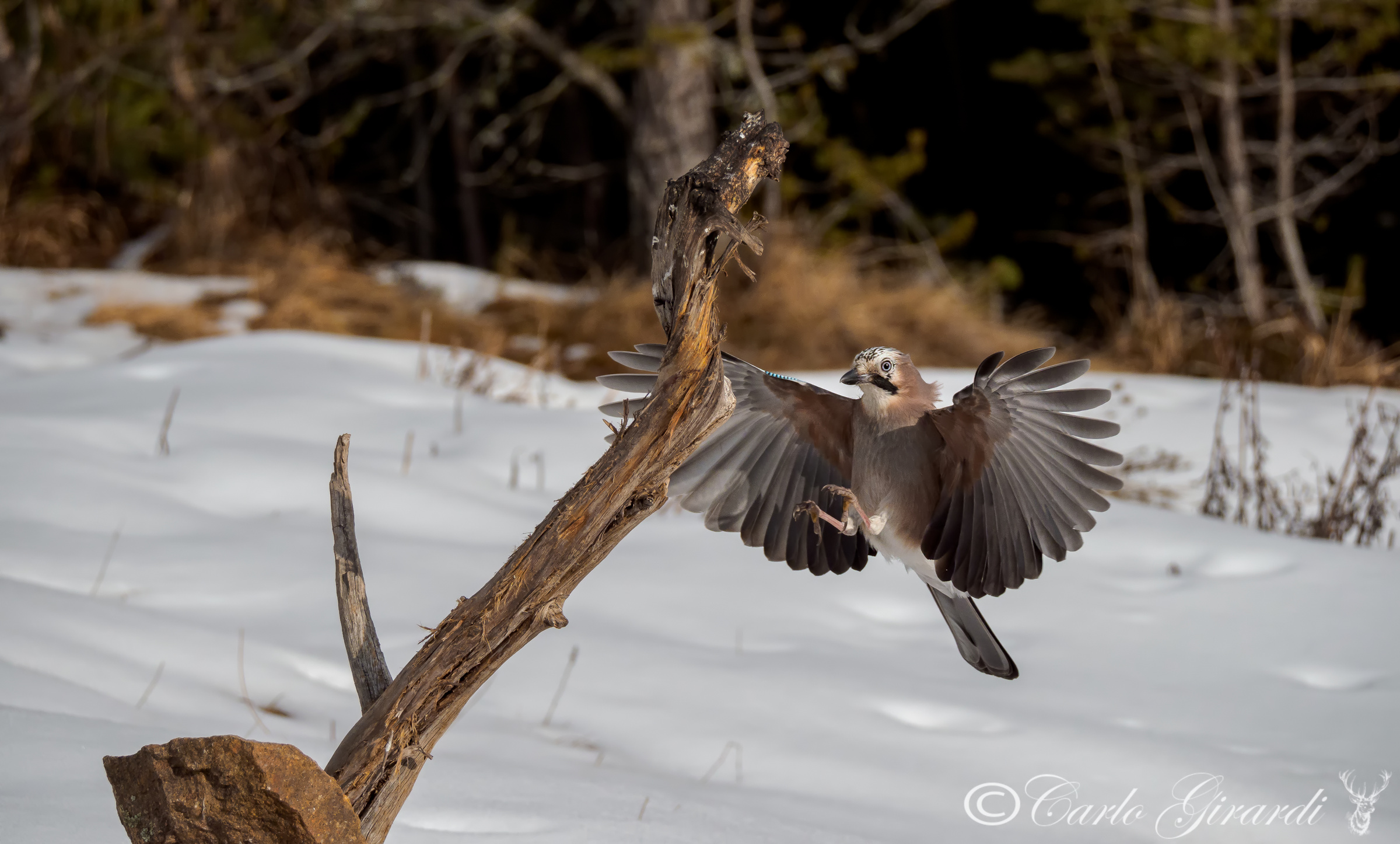 The arrival of the Jay