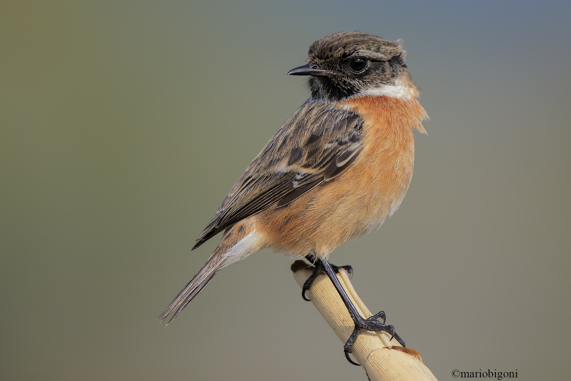 stonechat