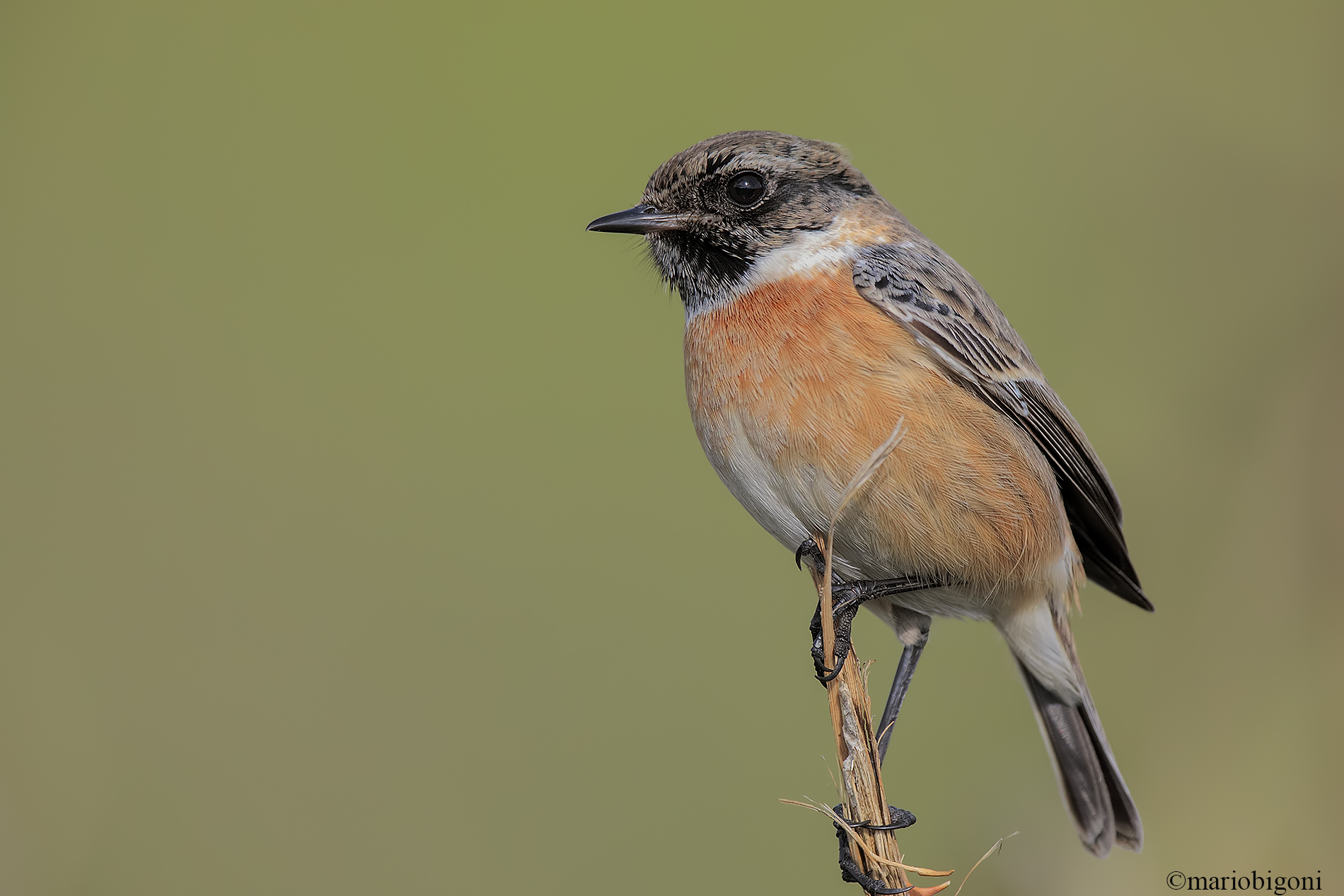 stonechat