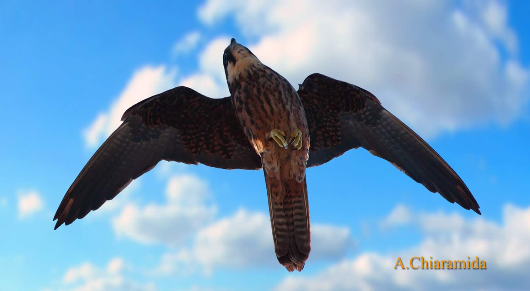 Falco Eleonorae light phase