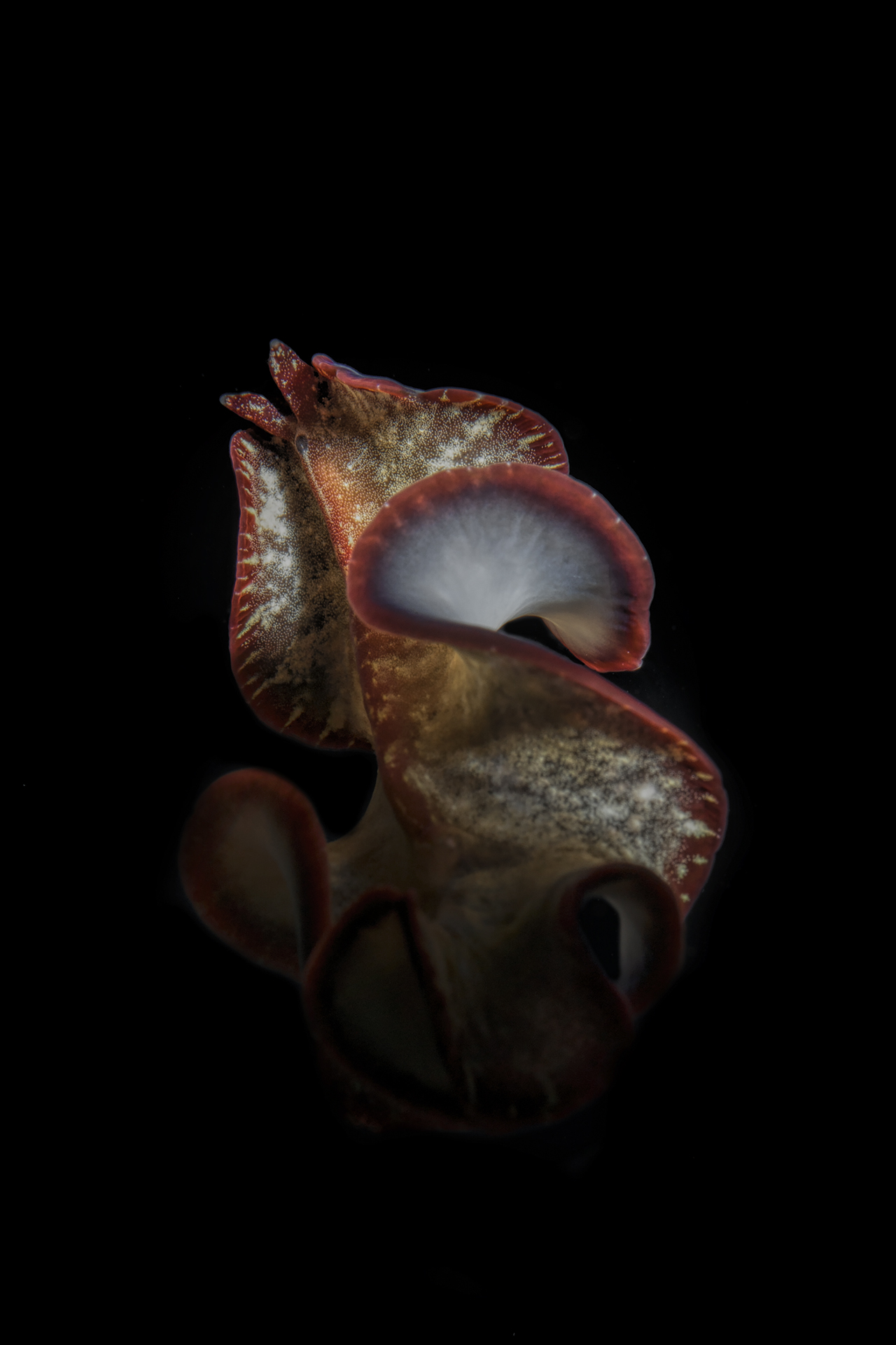 platelminto (Platyhelminthes)