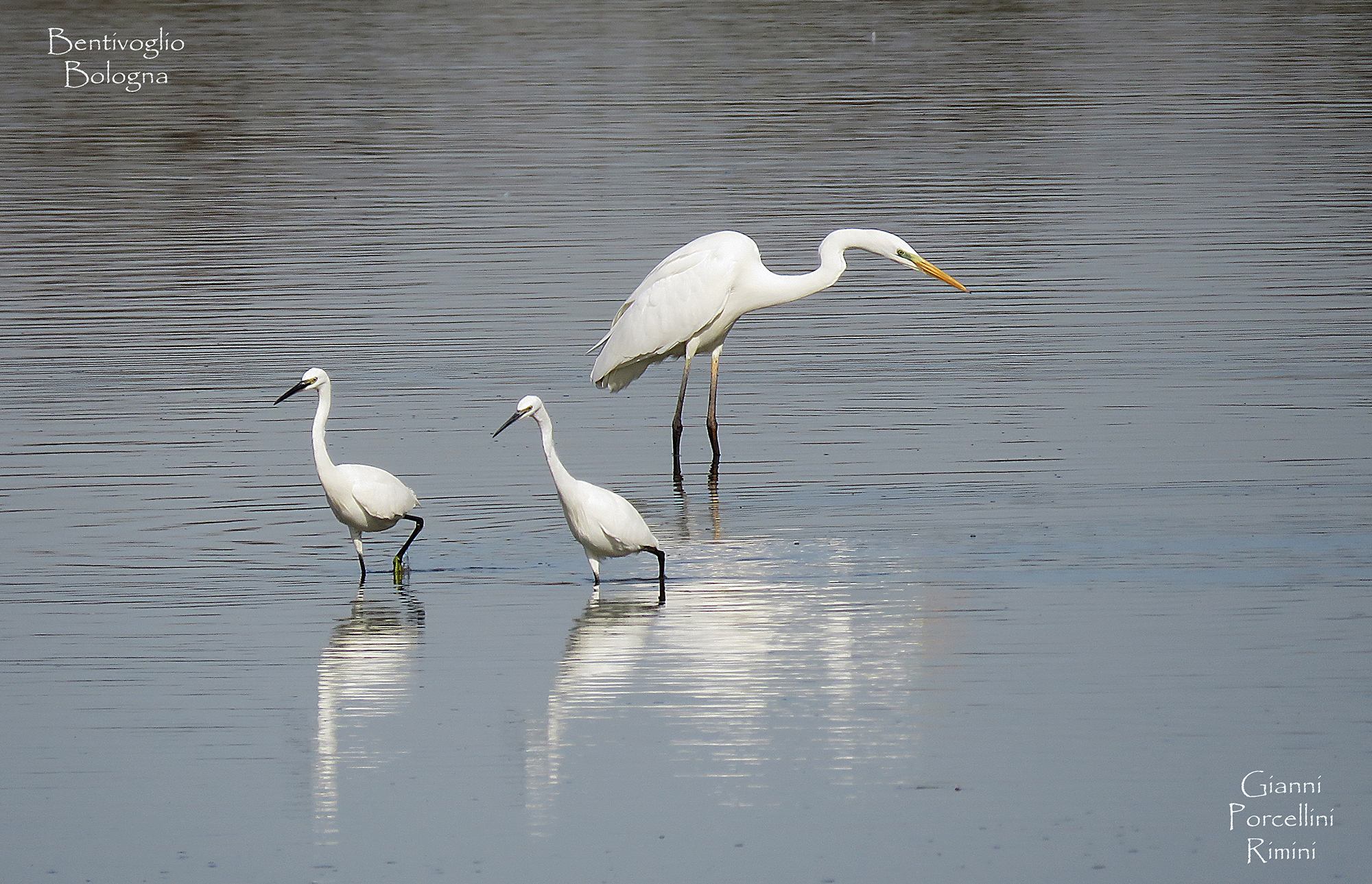Airone bianco maggiore e garzette a Bentivoglio (bo)