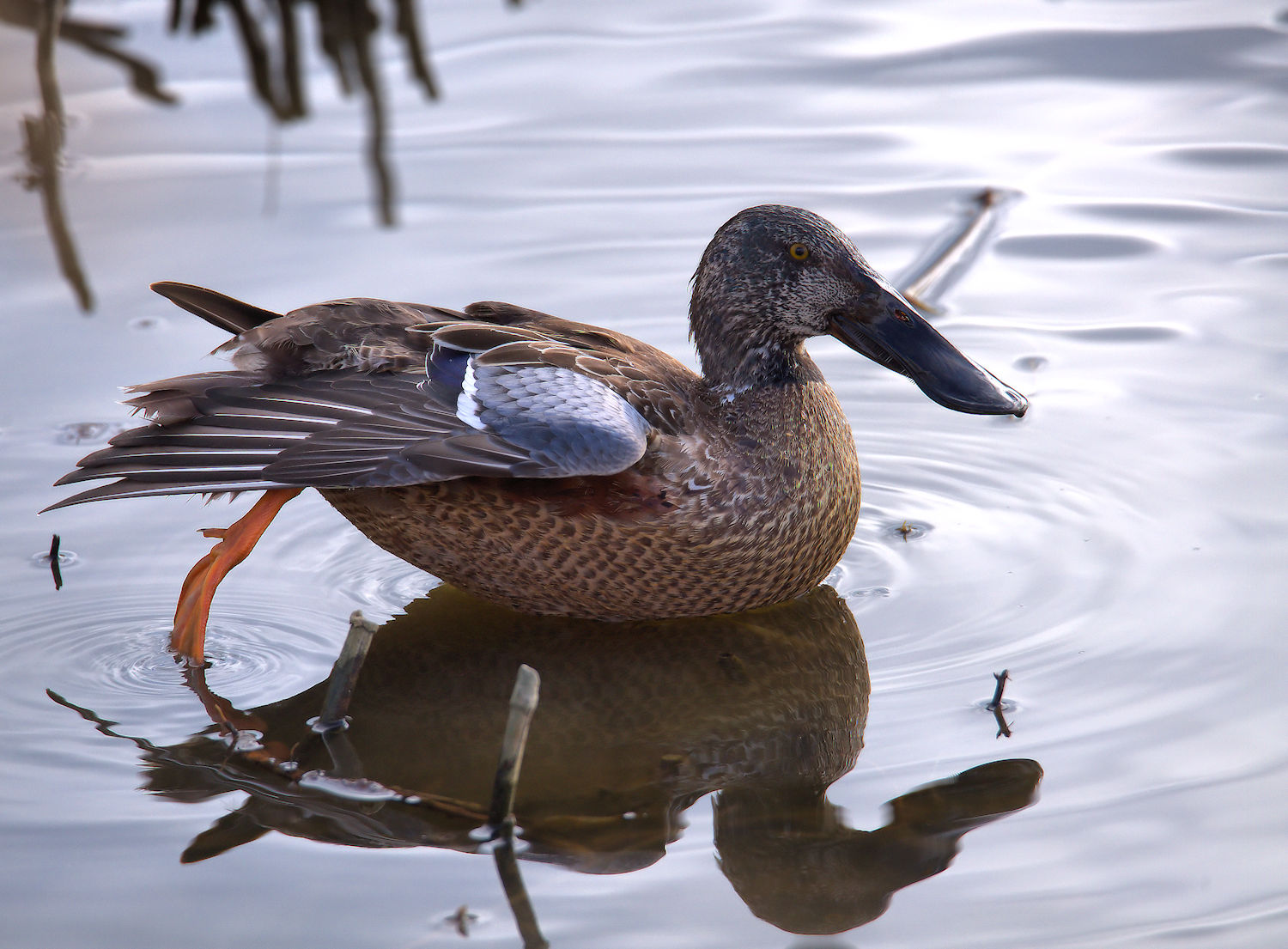 Shoveler