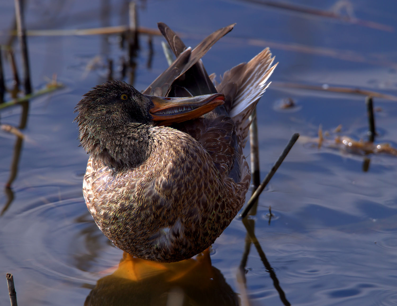 Shoveler