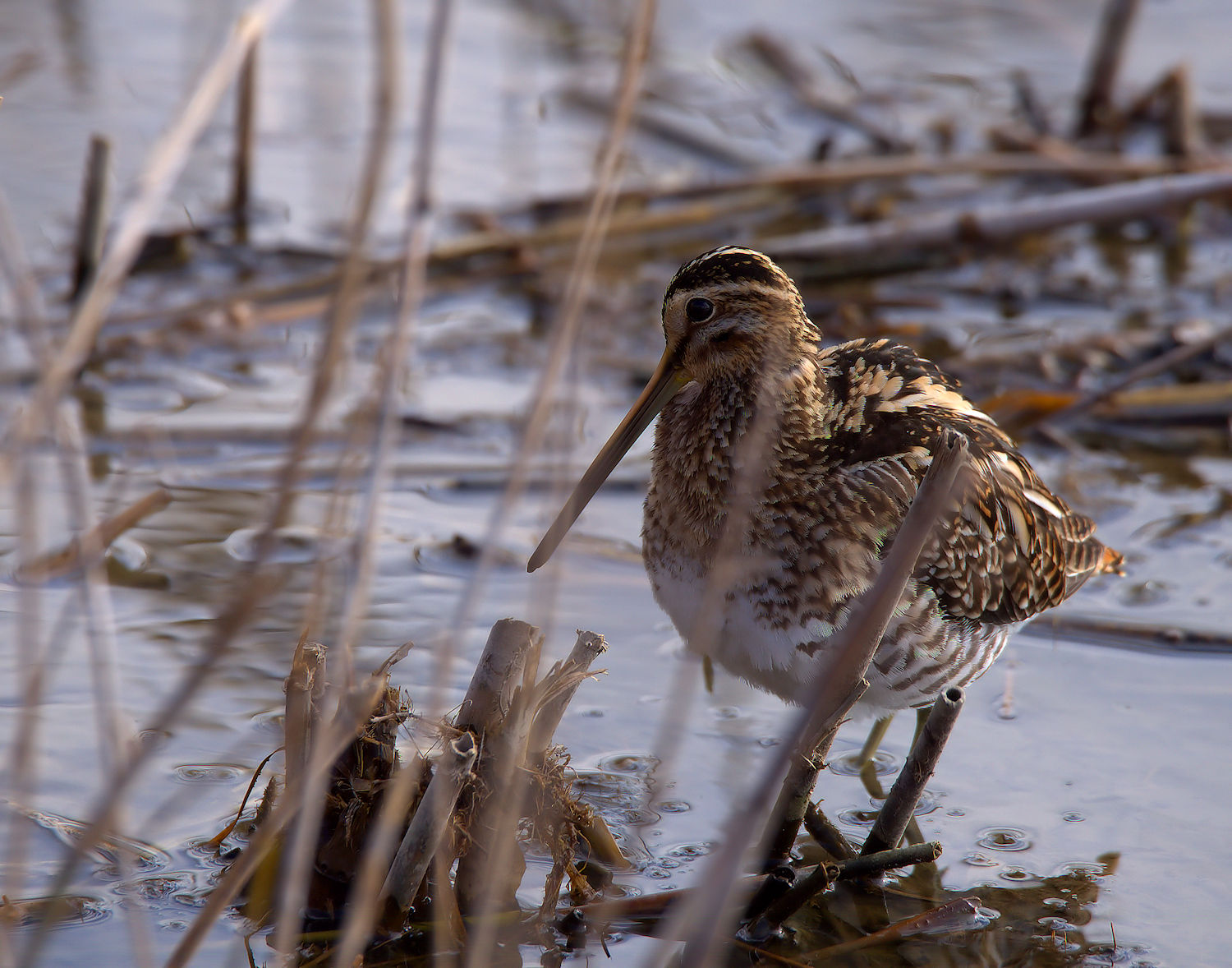 Snipe