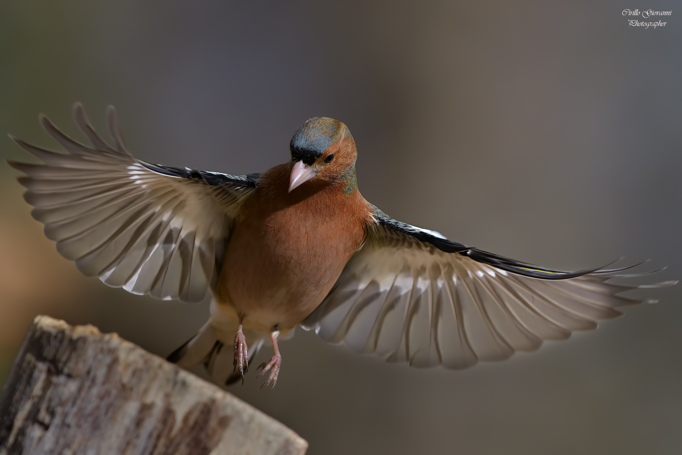 Fringuello maschio in volo