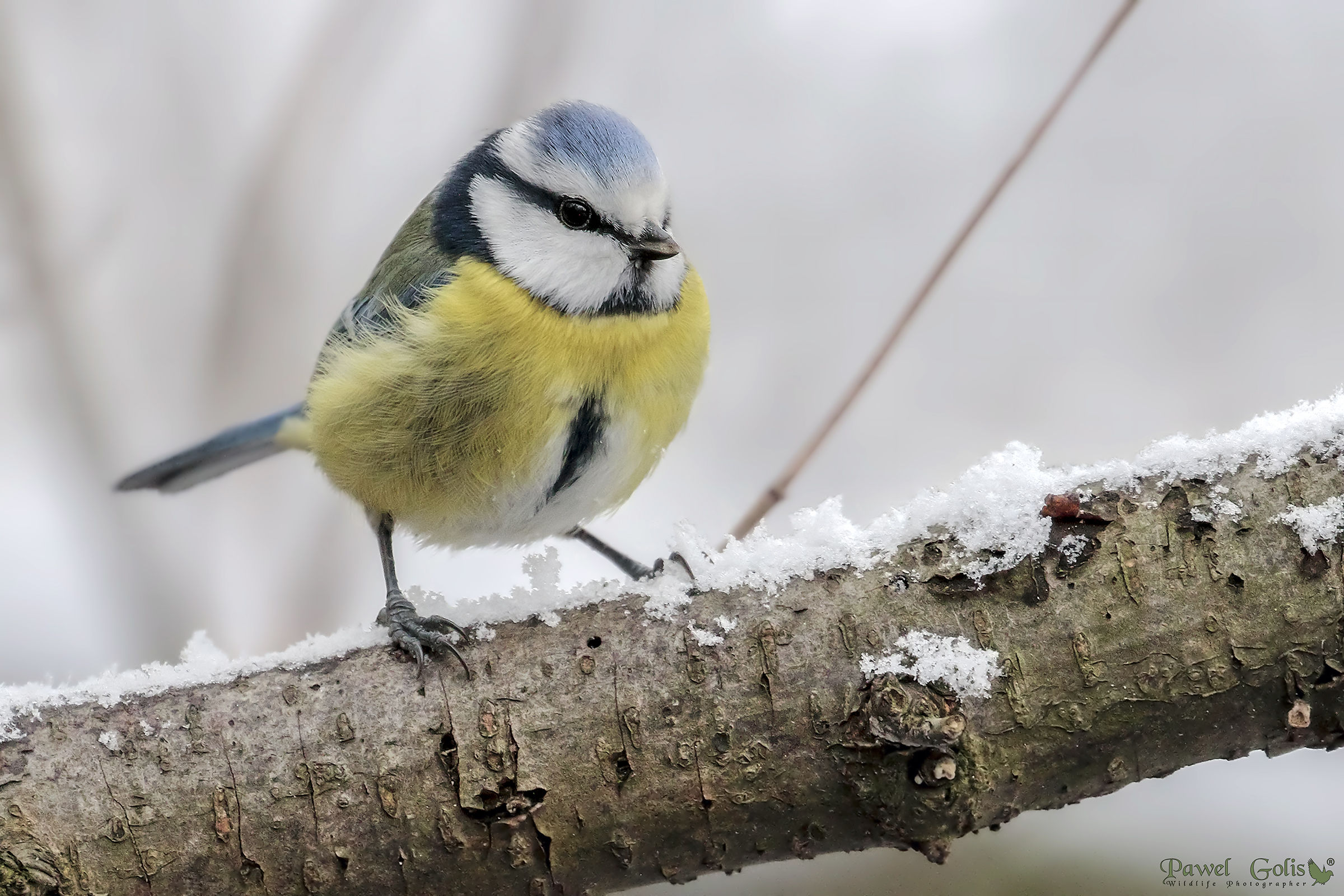 Eurasian blue tit (Cyanistes caeruleus)