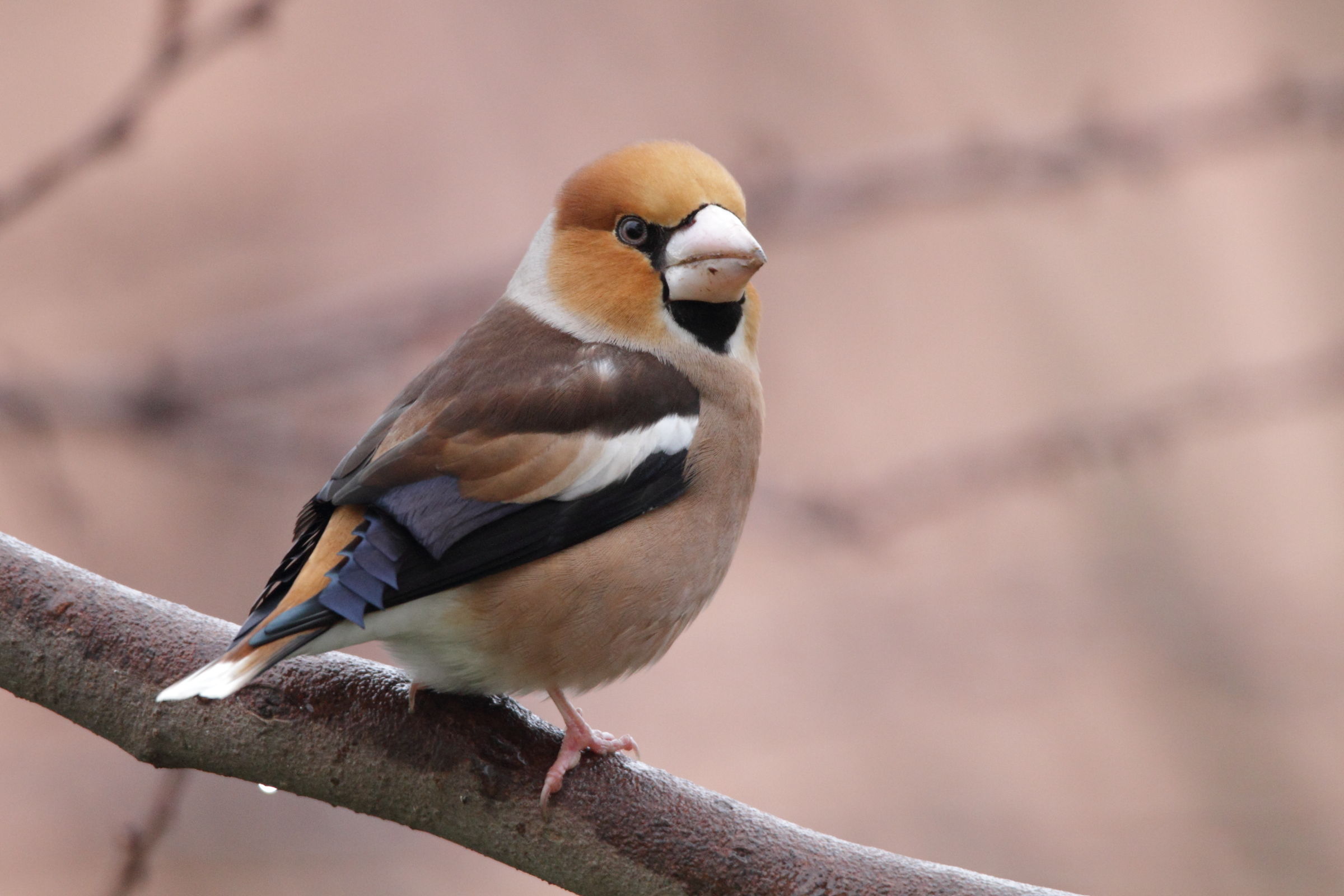 The Hawfinch finally posing, in my garden