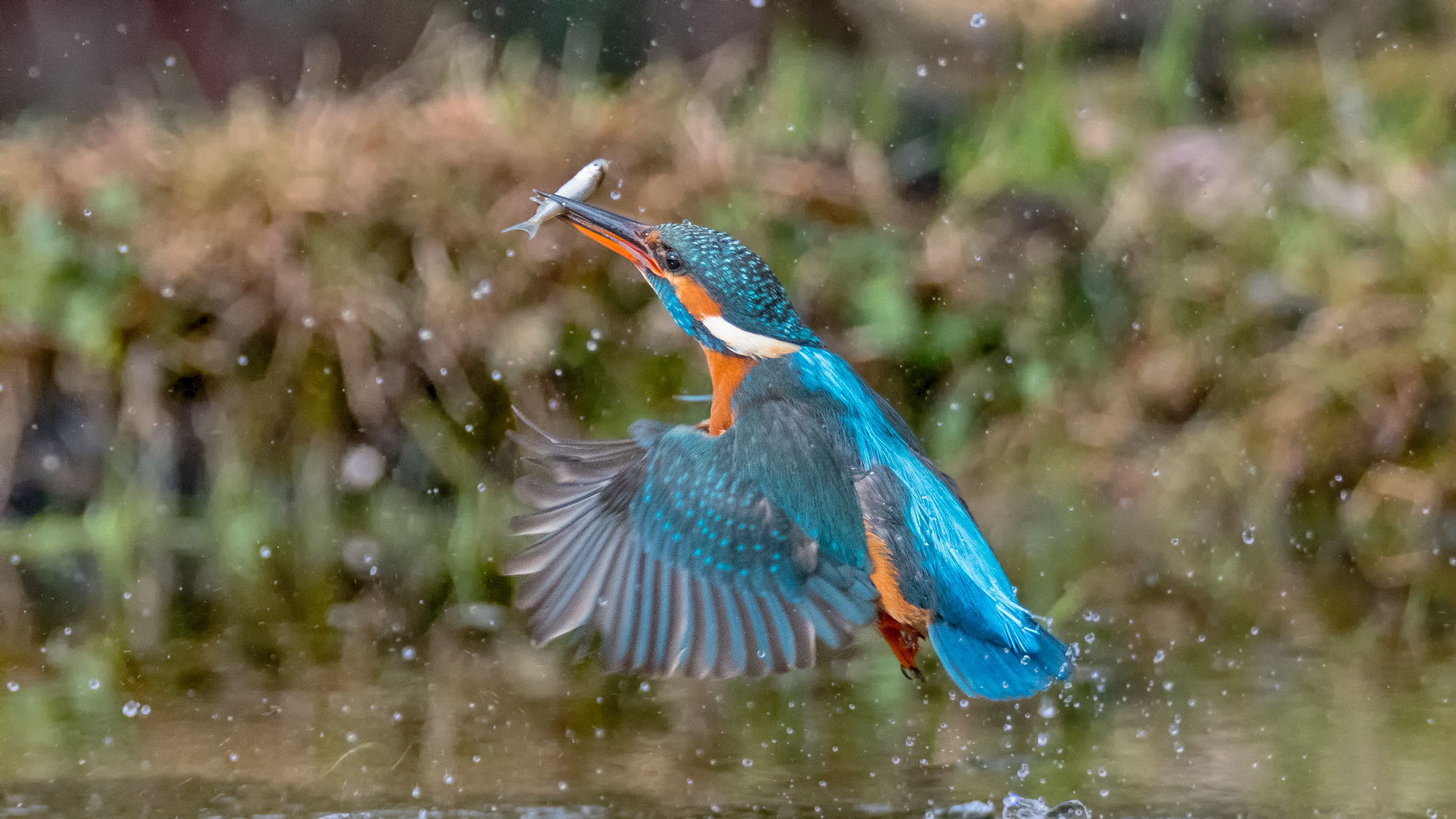 Kingfisher