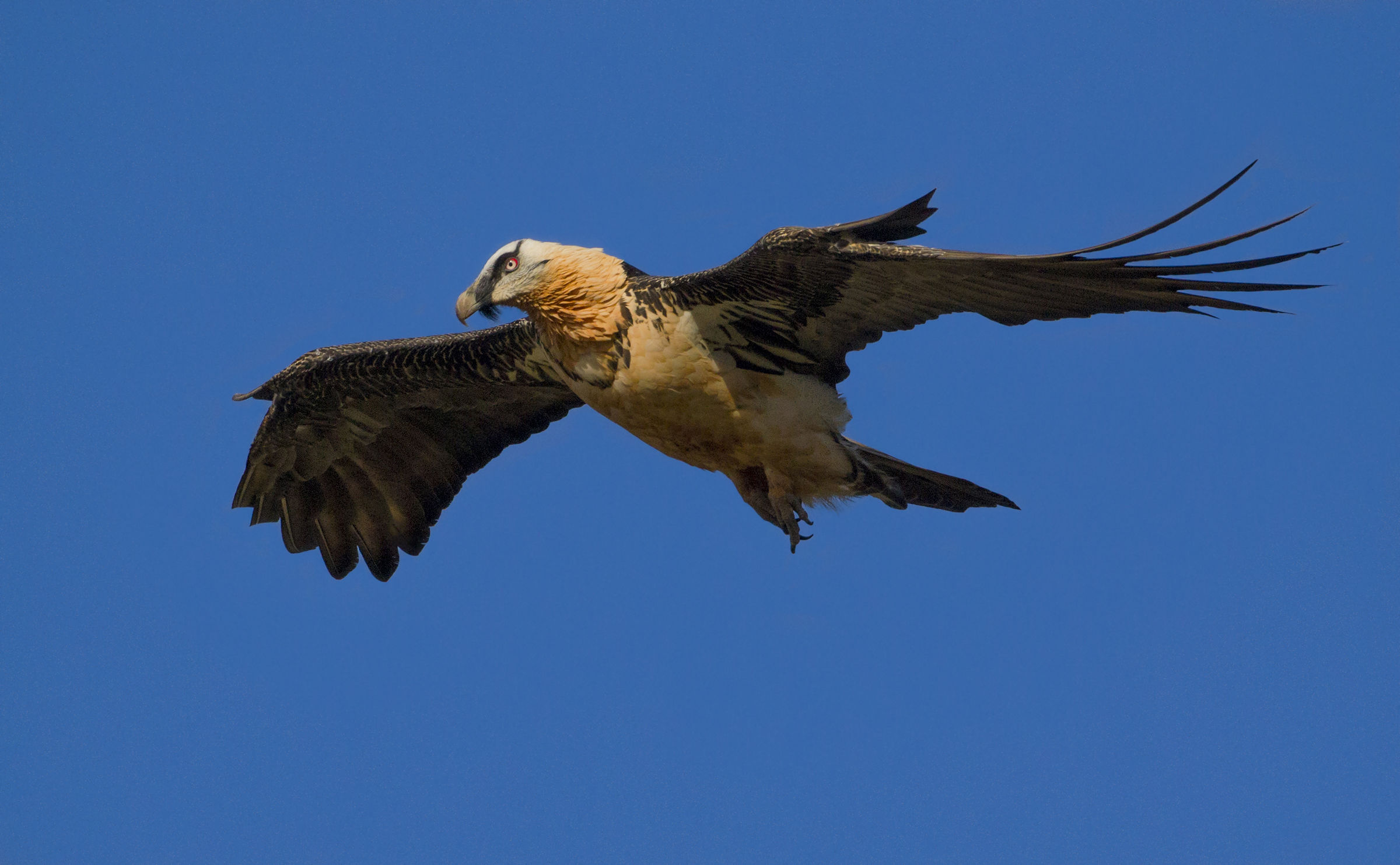 gipeto in valtellina