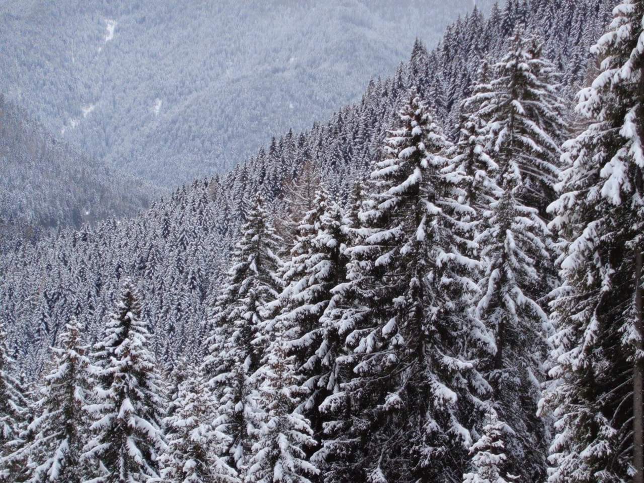 Forest with winter wetsuit