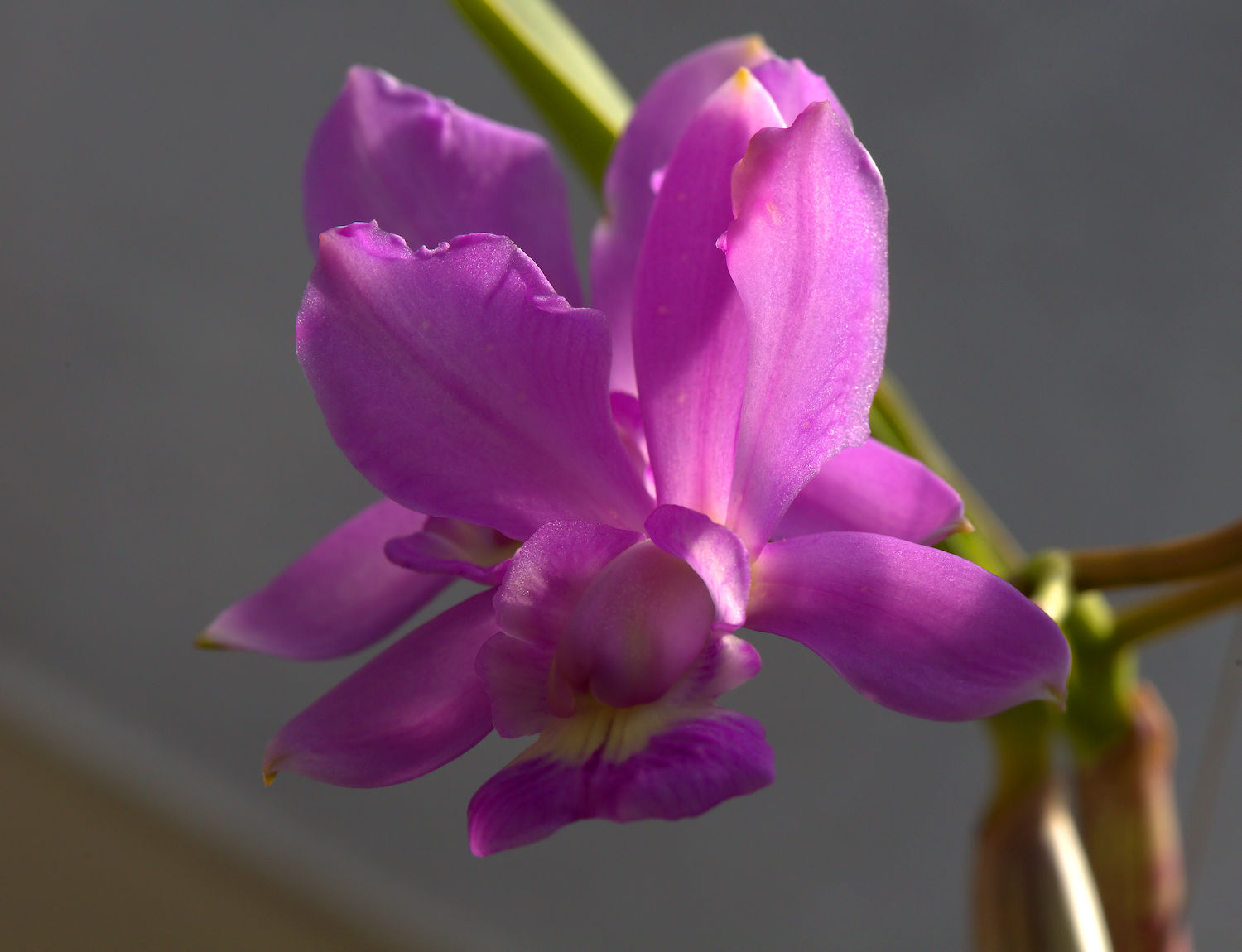 Walkerian Cattleya