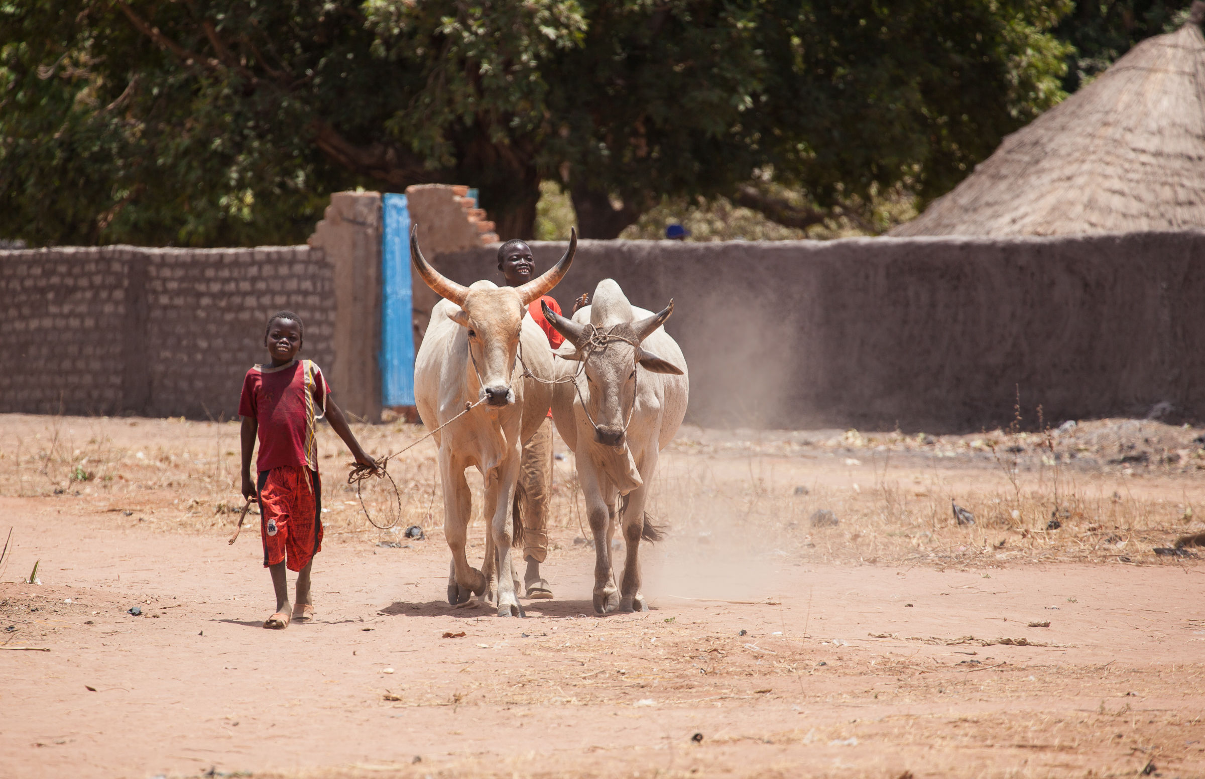 Children and livestock