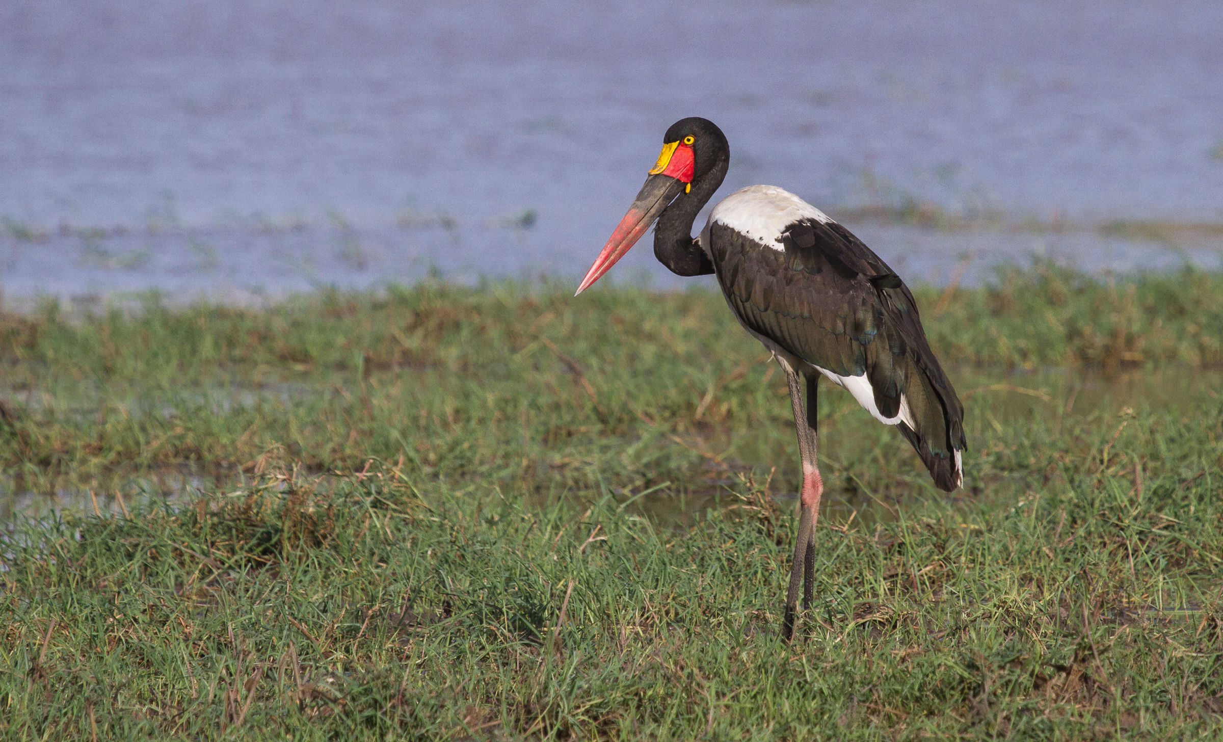 Cicogna becco a sella