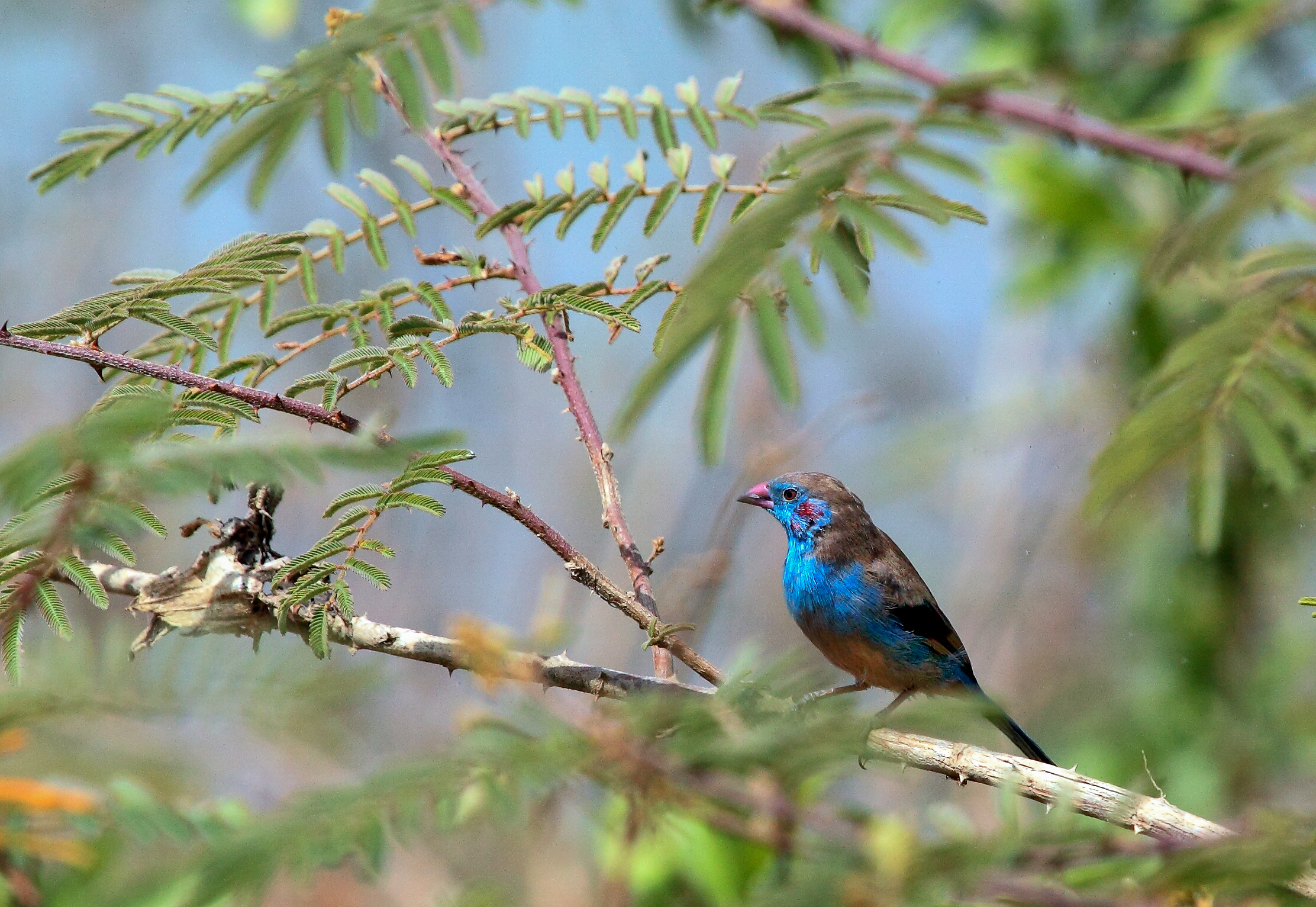 Cordonale guance rosse