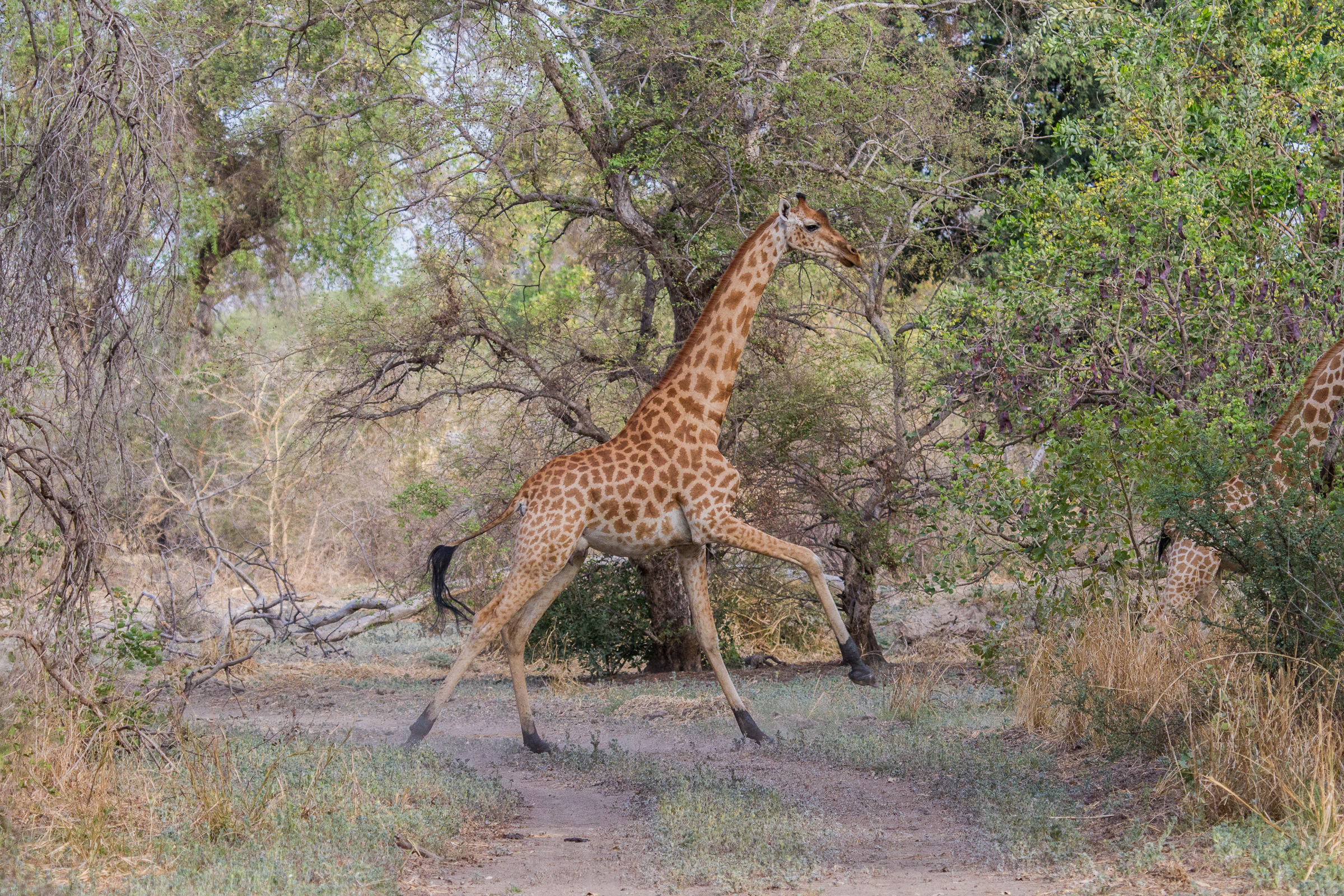 Giraffa