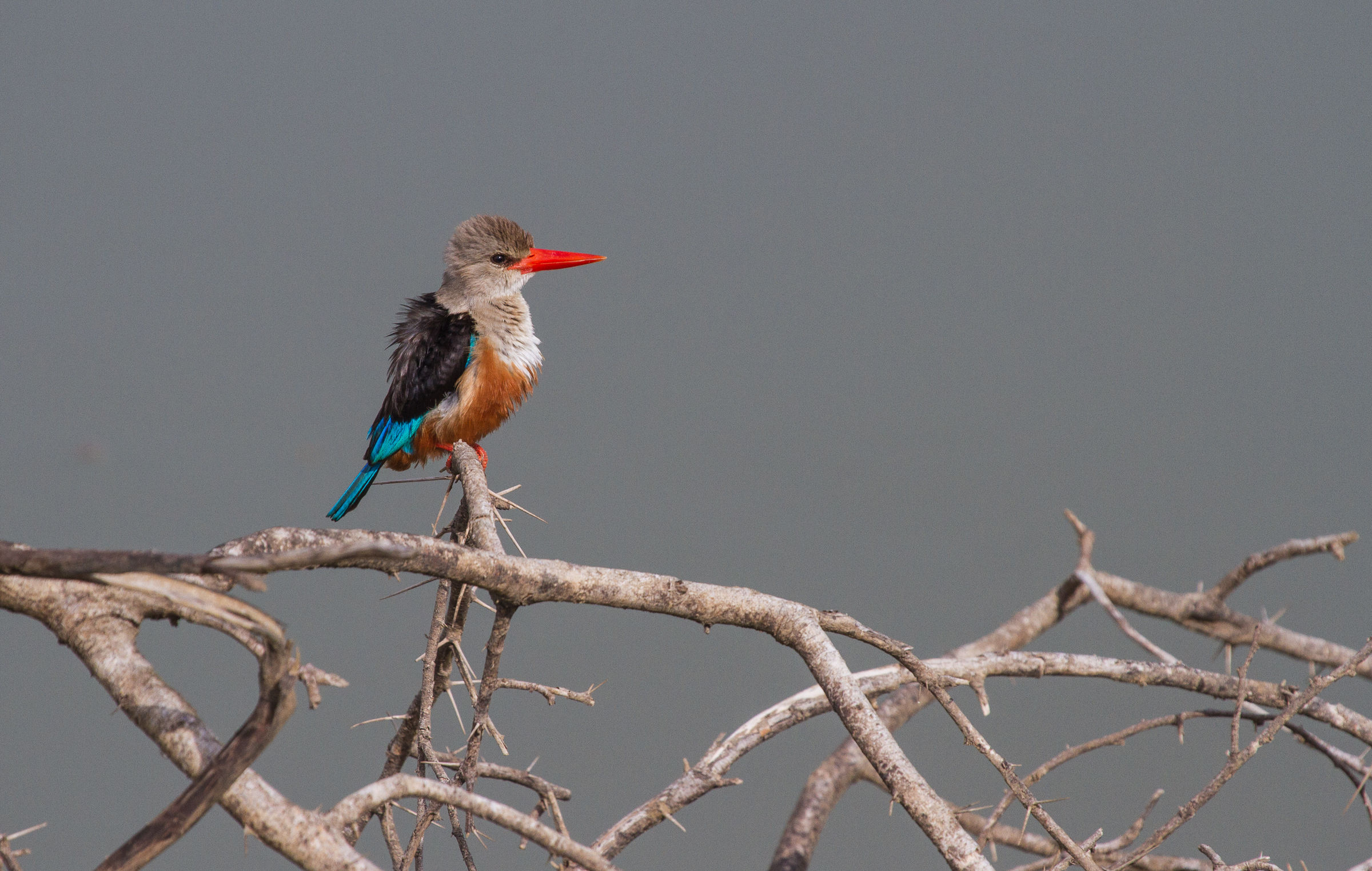 Martin pescatore testa grigia