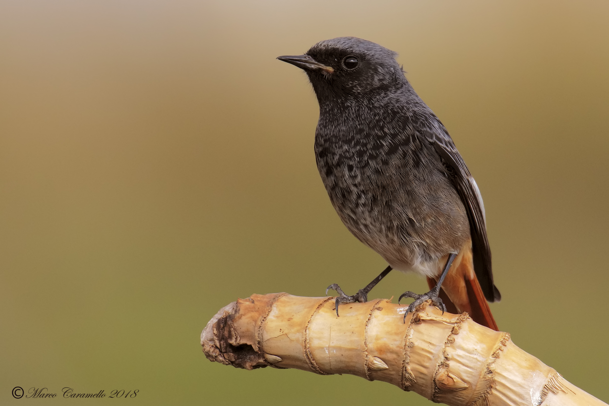 Codirosso spazzacamino