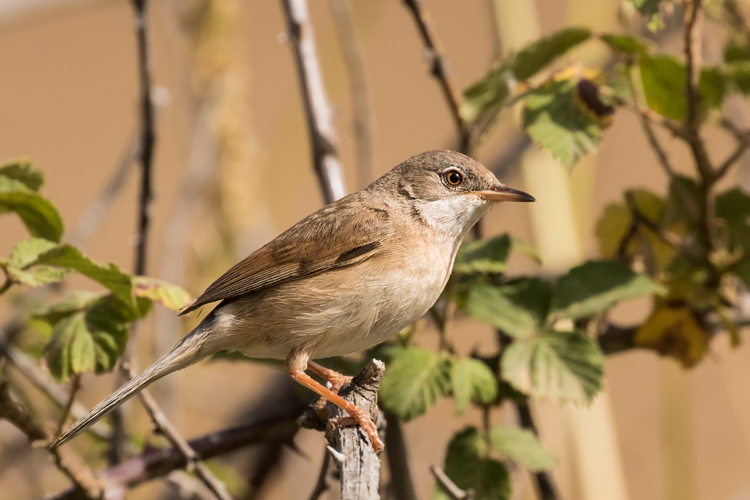 Nightingale by river.