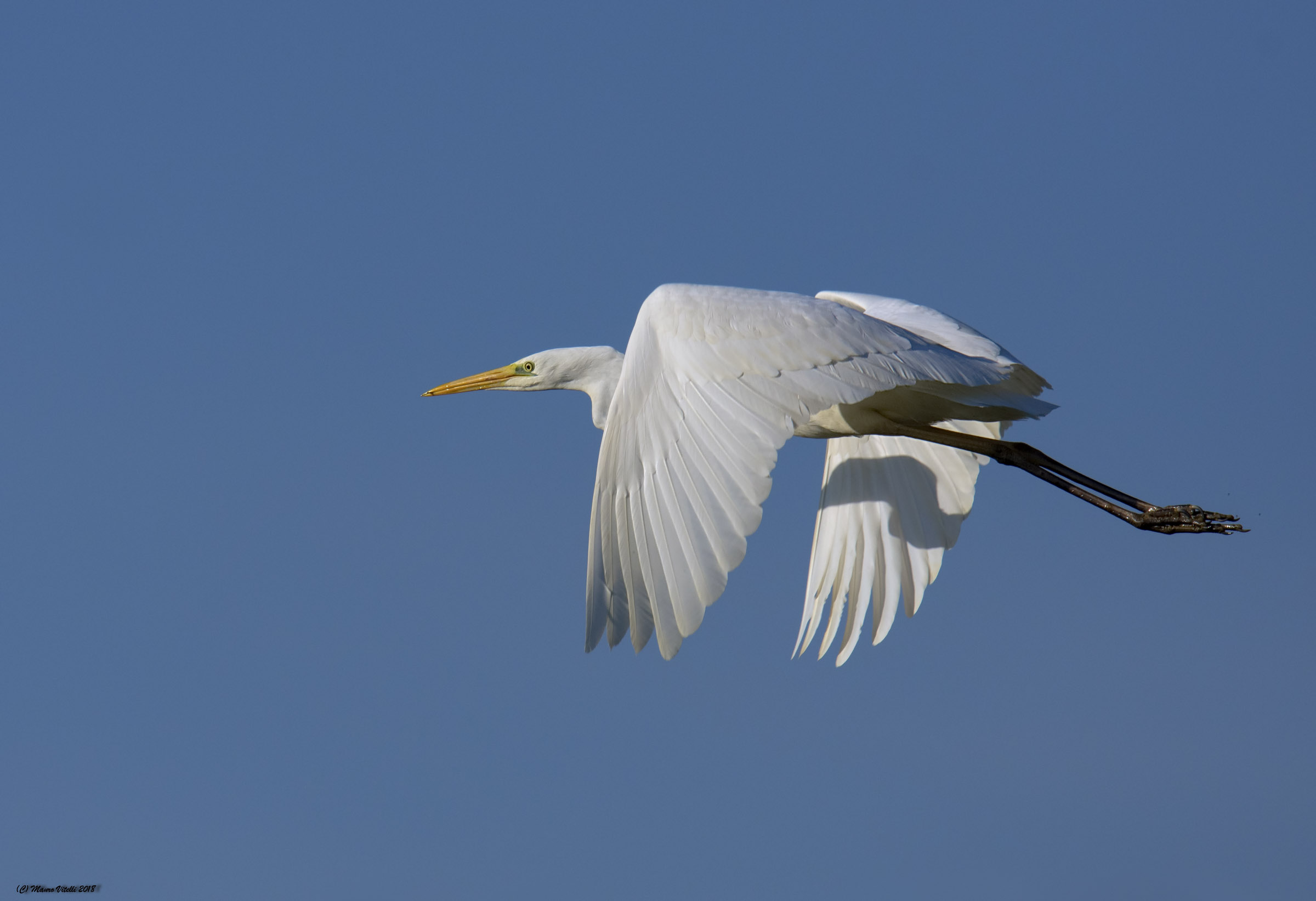 Airone bianco maggiore (Casmerodius albus)
