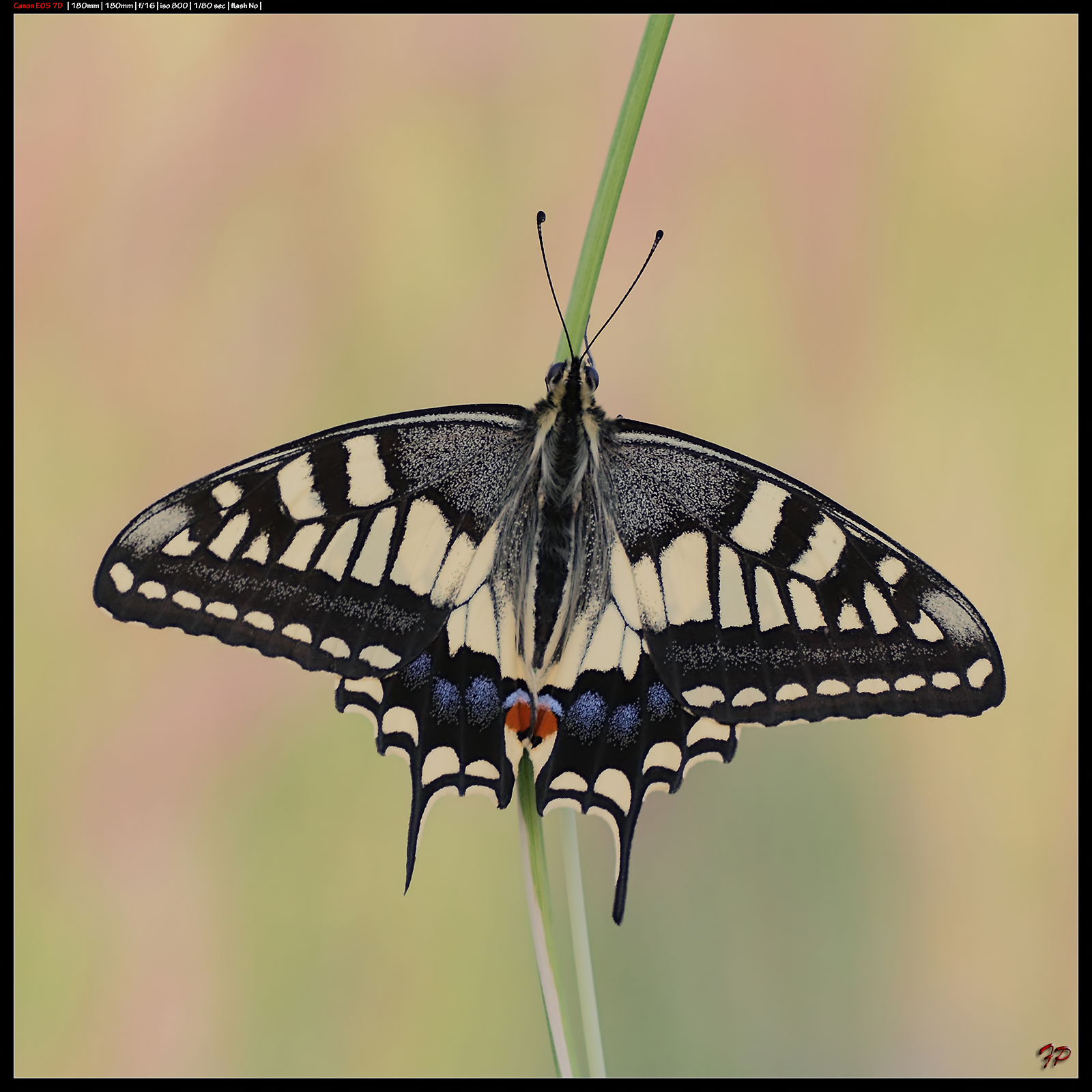Machaon