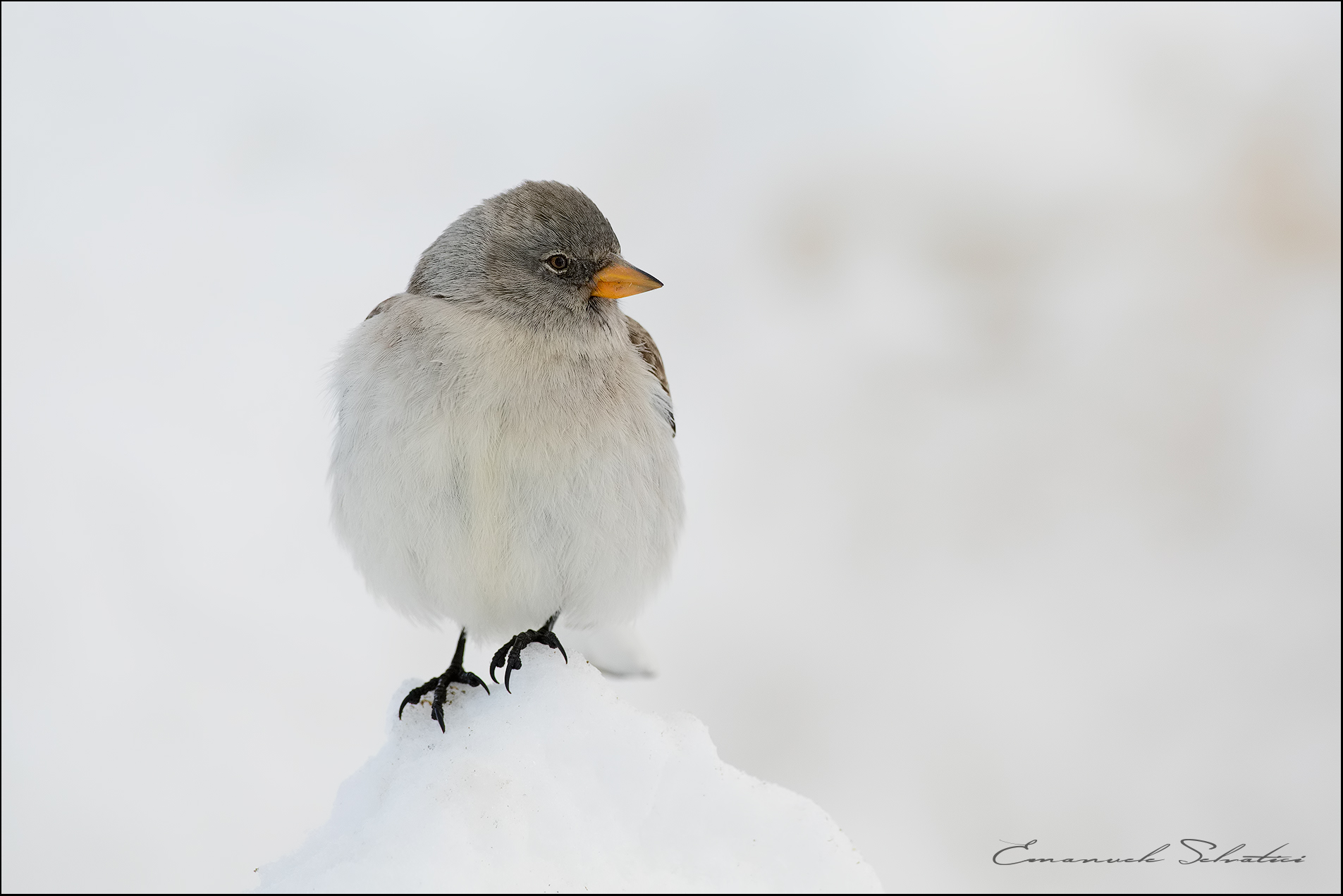 Alpine chaffinch (Montifringilla nivalis)
