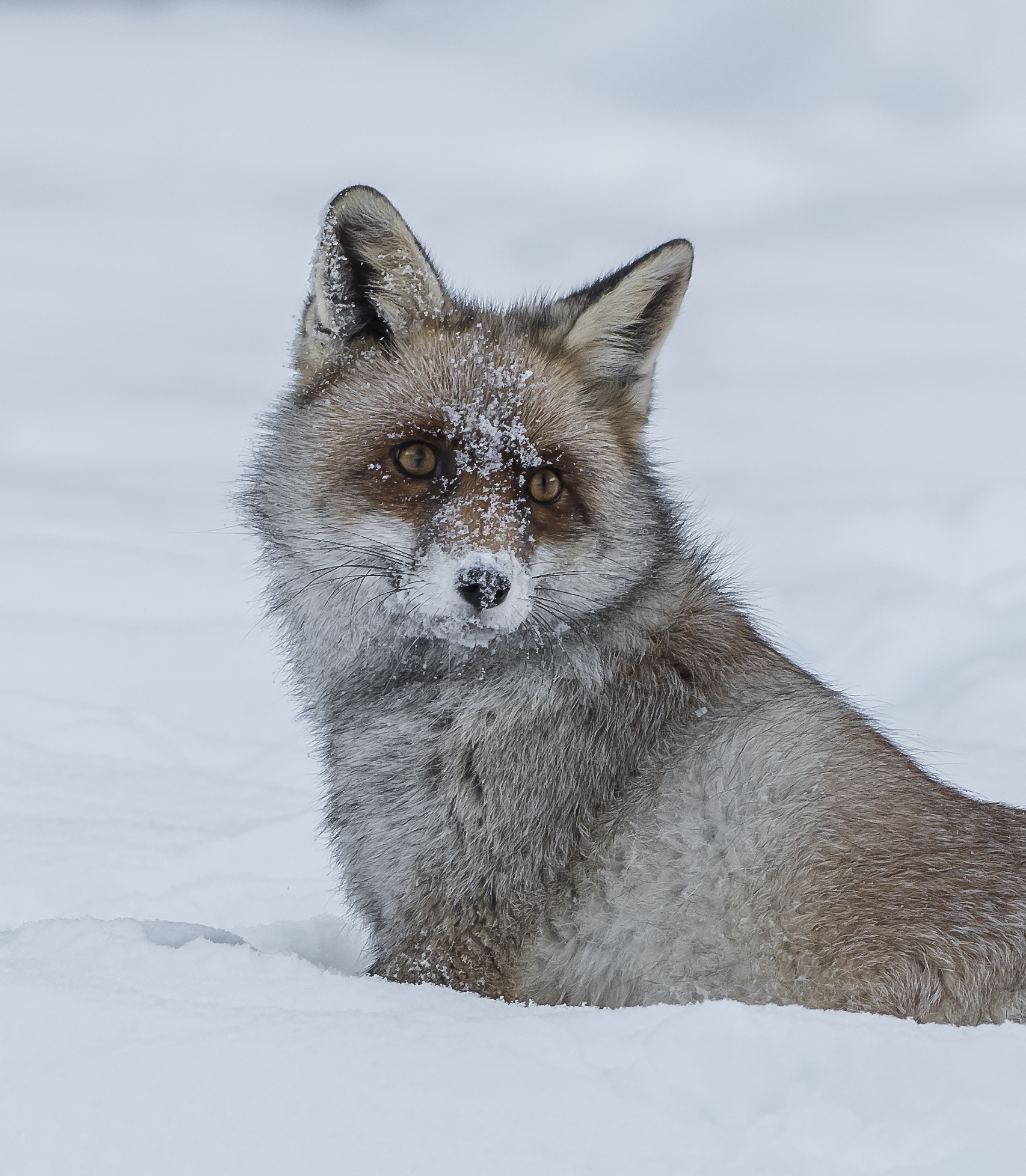 close-up of the fox on the snow