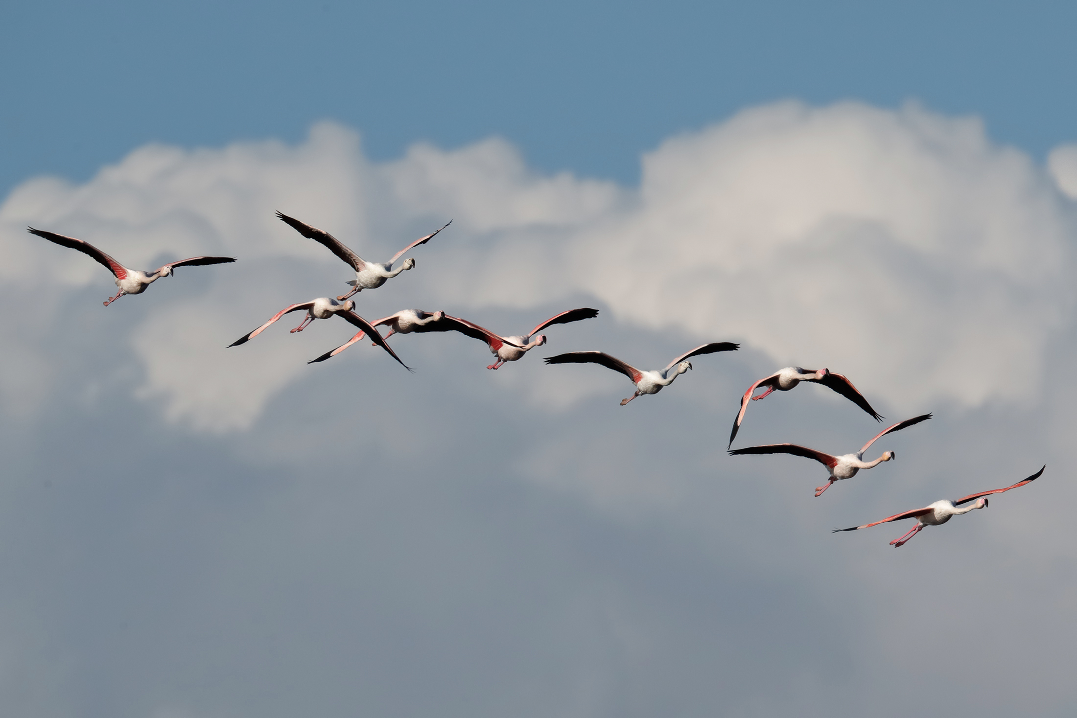 Flamingos in Caprolace