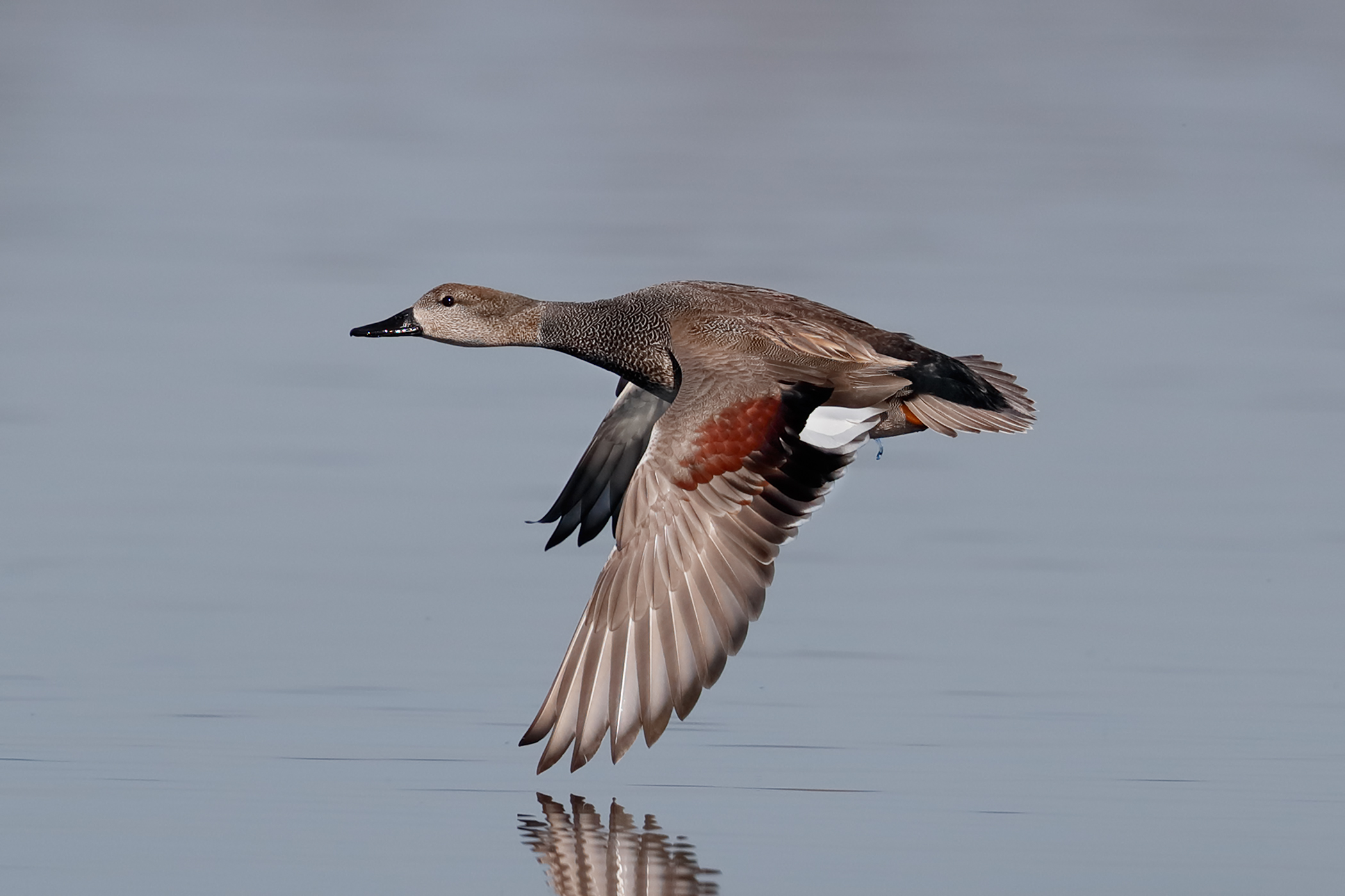 Flying Gadwall