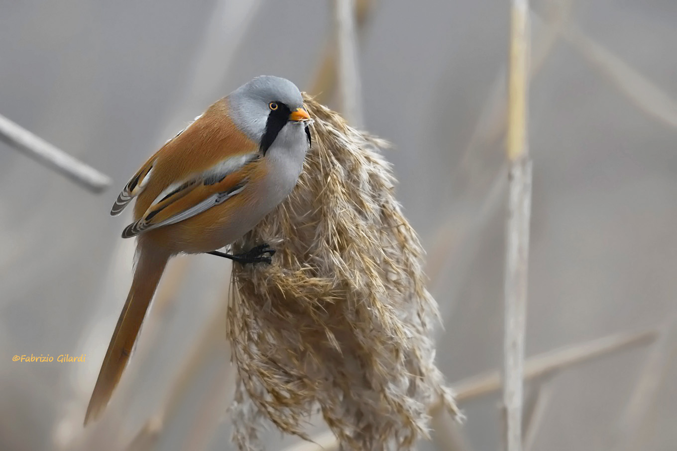 Basettino maschio (Panurus biarmicus)