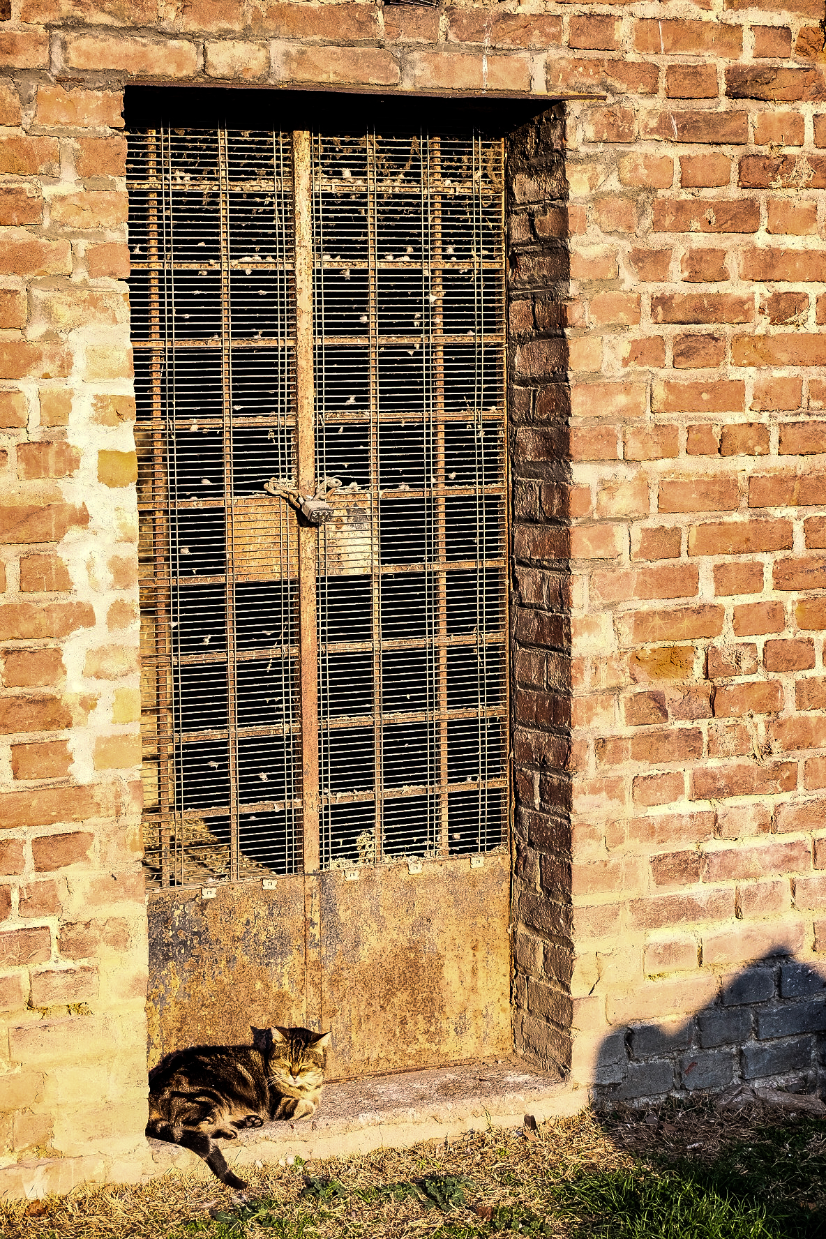 i gatti del castello sforzesco