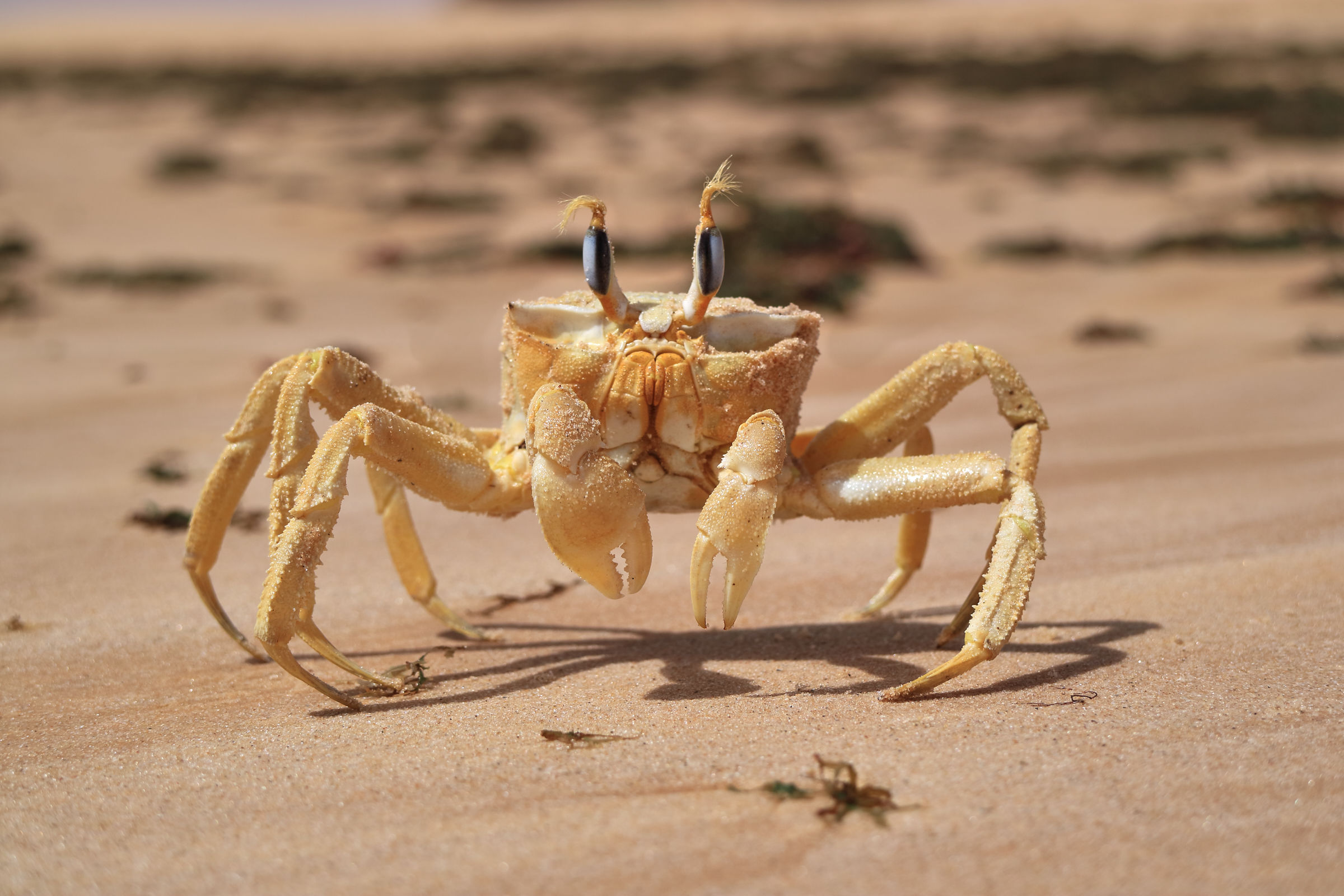 Crab