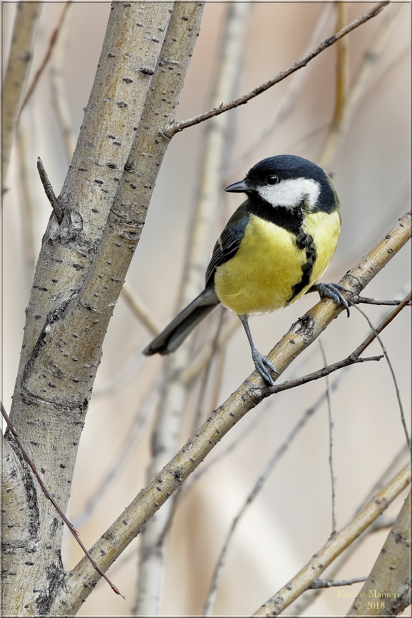 Cinciallegra - Parus Major