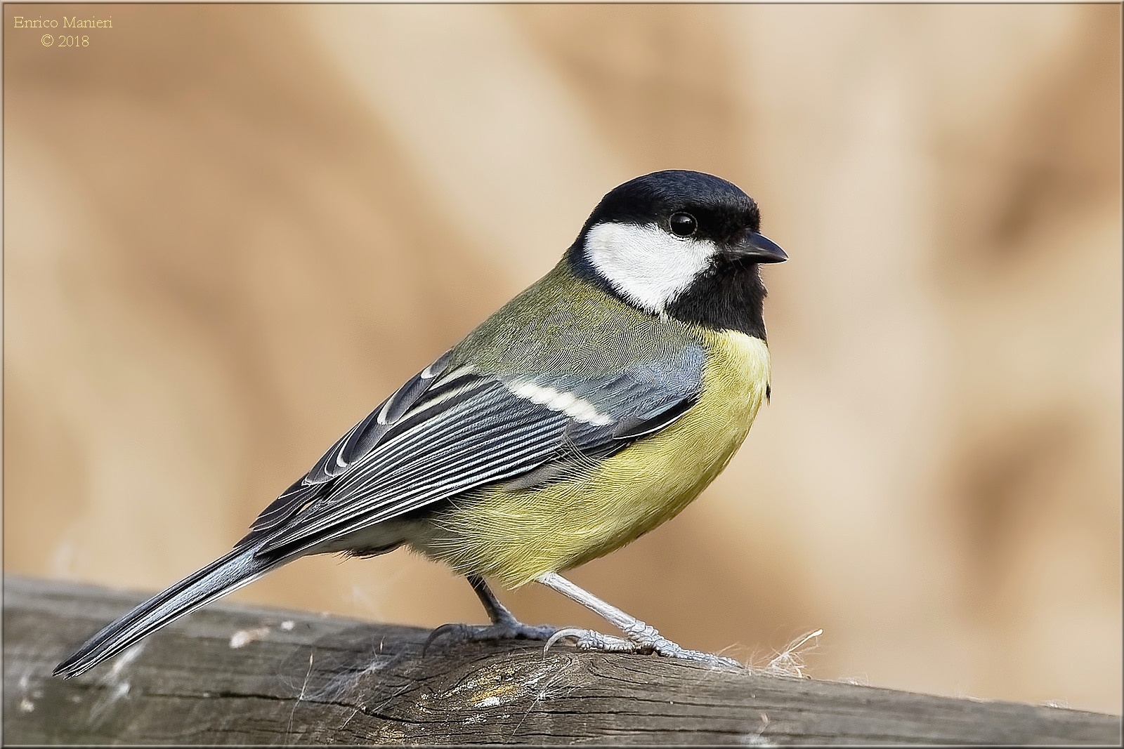 Cinciallegra - Parus Major