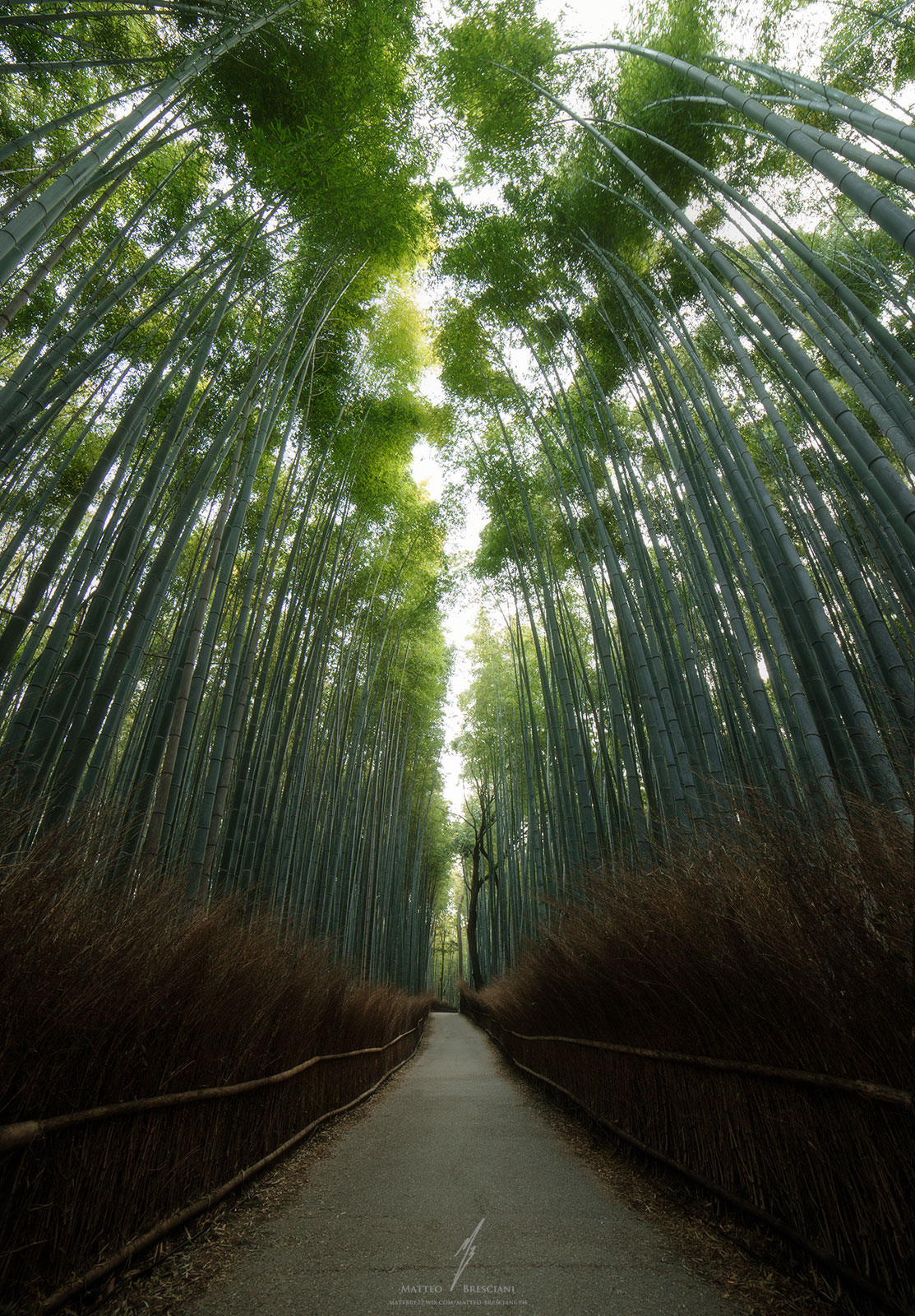 Bamboo Forest